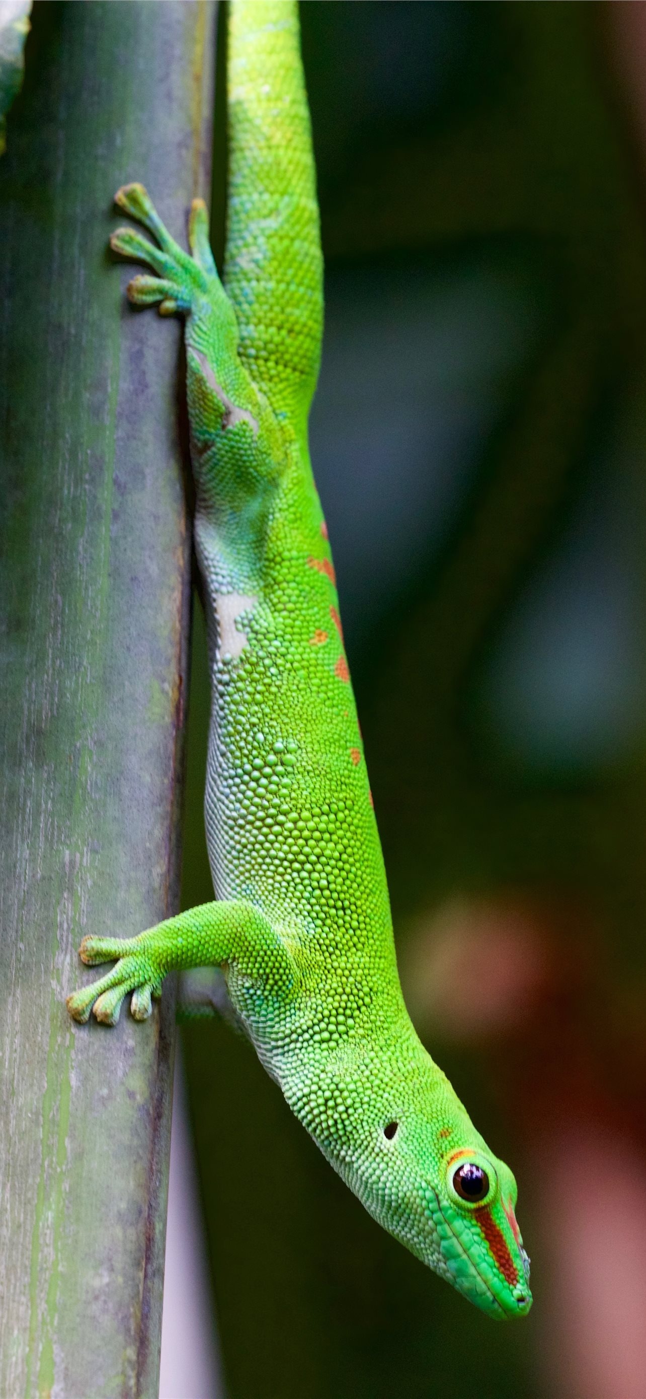 Gecko, Unique iPhone wallpapers, Eye-catching reptile, 1290x2780 HD Phone