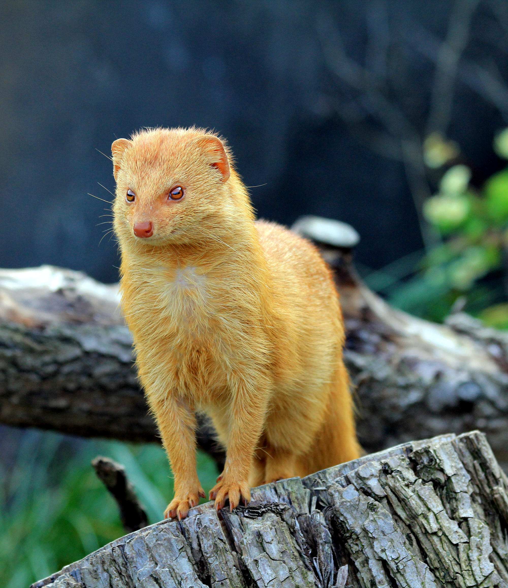 Mongoose, Burrowing mammals, Vibrant pictures, Wild animal photography, 2000x2320 HD Phone