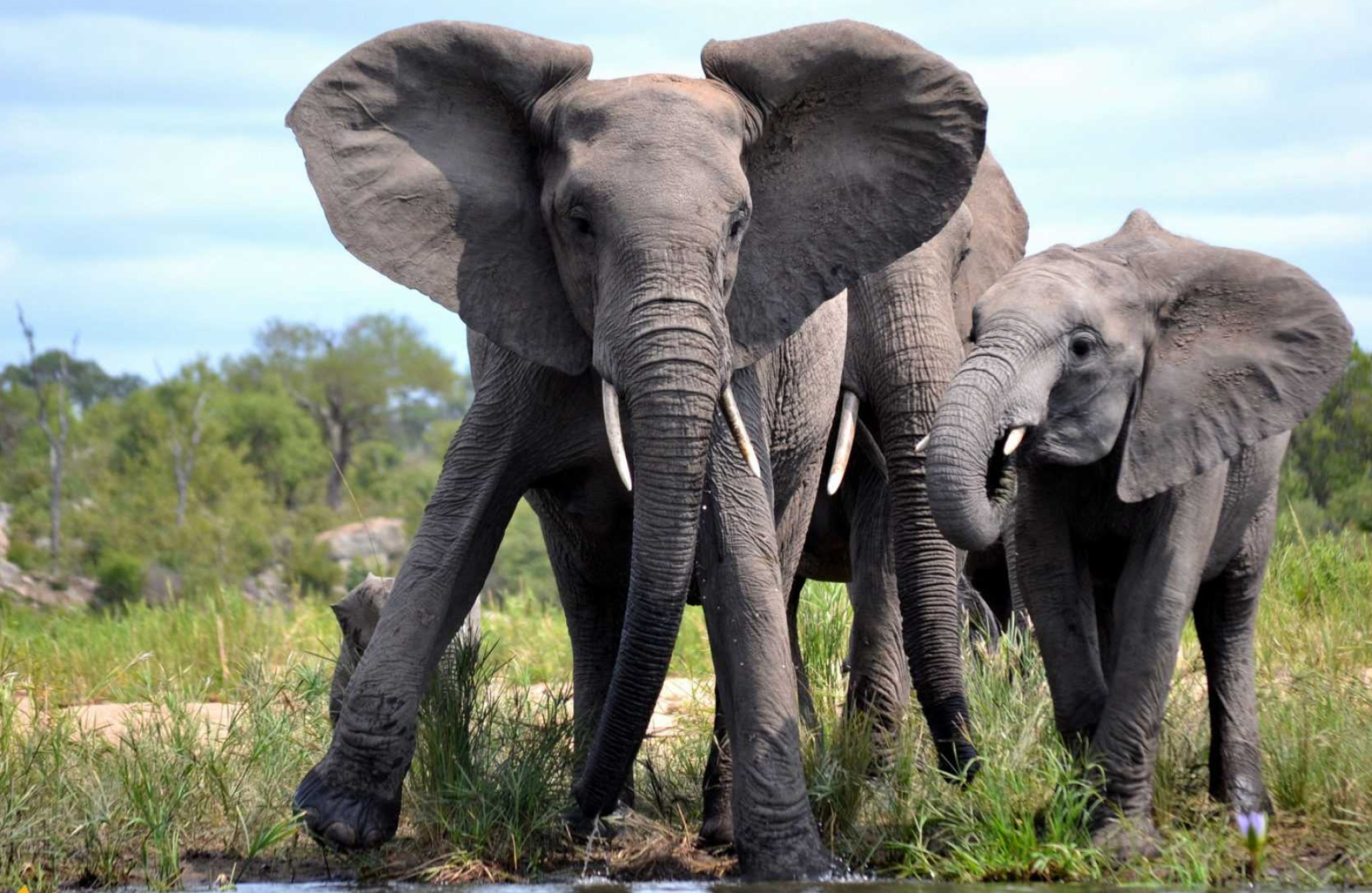 Kruger National Park, African safari, Endless summer, Nature's beauty, 2050x1340 HD Desktop