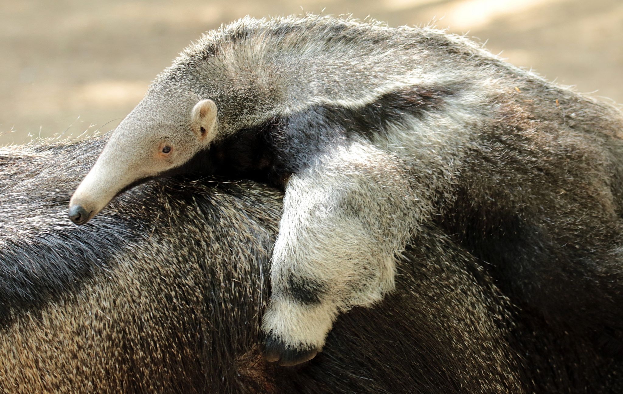 Anteater ideas, Giant anteater, Wild animals, Animals, 2050x1300 HD Desktop