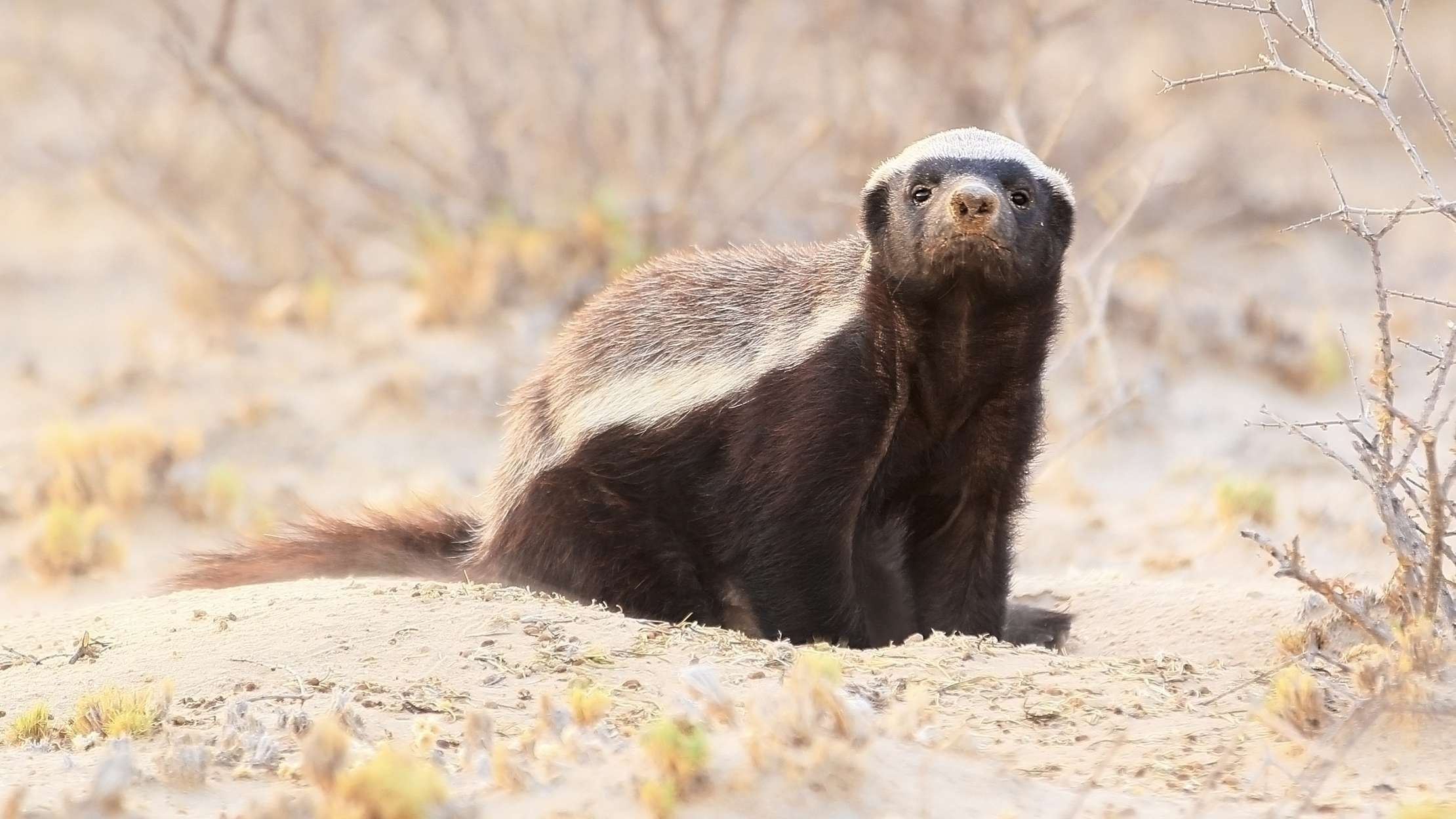 Honey badger, Snoop Dogg association, Peepsburgh wildlife, 2220x1250 HD Desktop