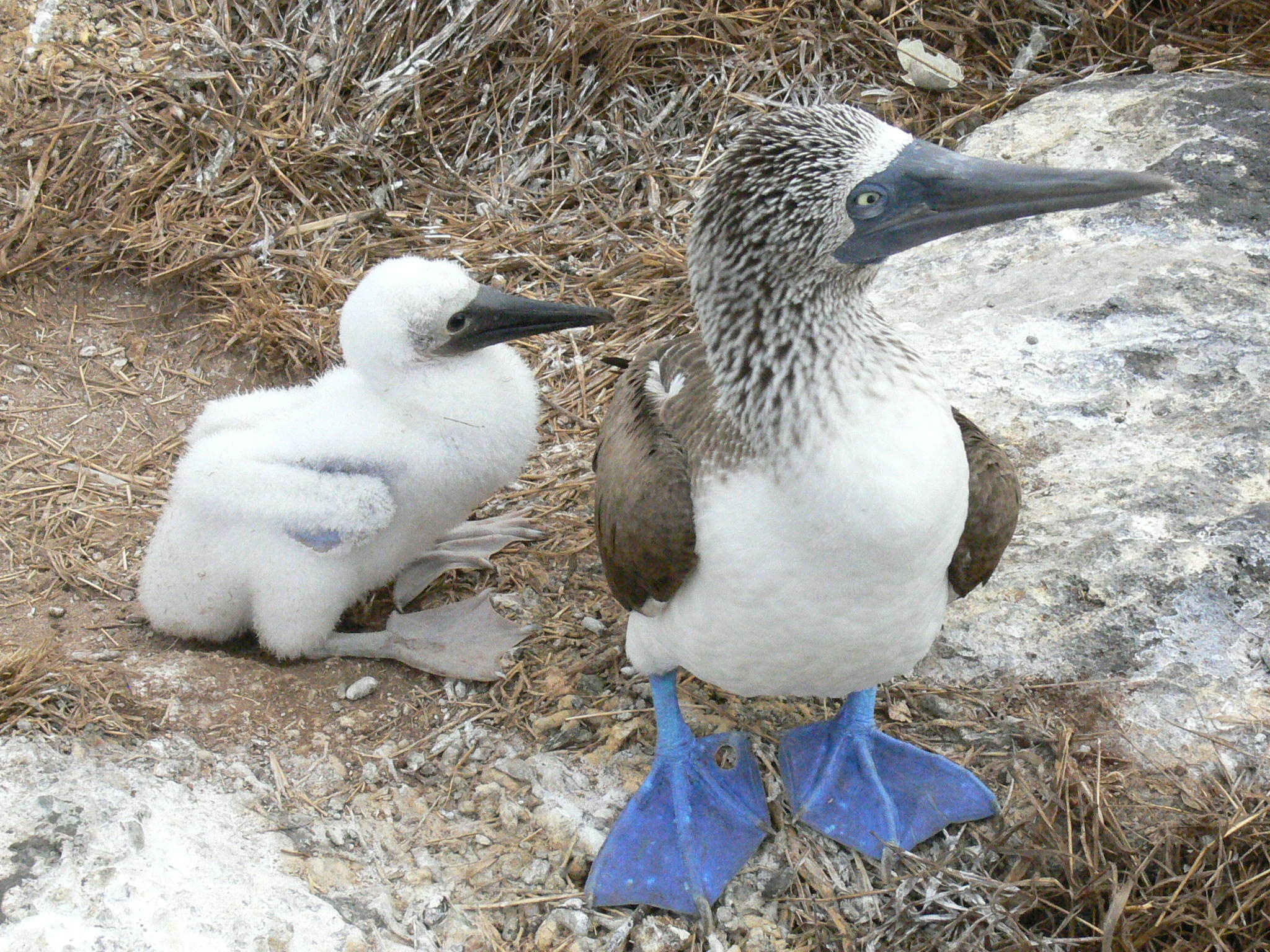 Blue footed booby, Marnixs bird gallery, Bird, Adorable, 2050x1540 HD Desktop