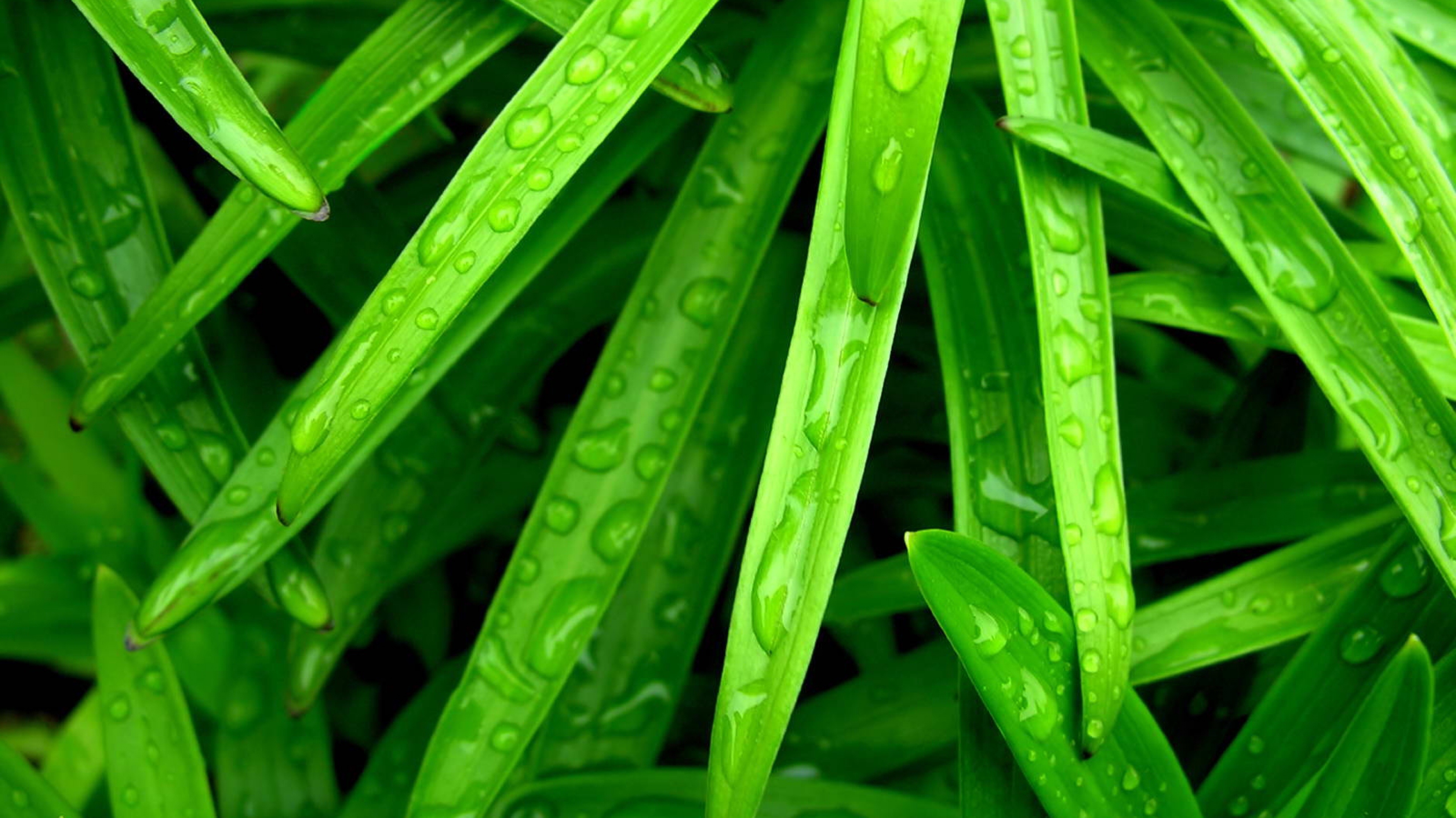 Close-up, Grass Wallpaper, 3840x2160 4K Desktop