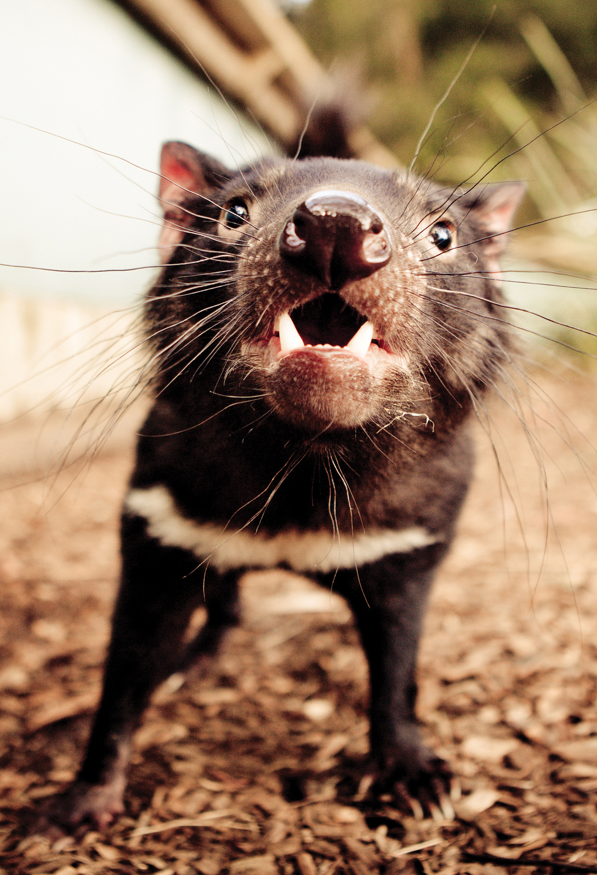 Wildlife encounters, Tasmanian Devil encounters, Sarah Kate Hinder wildlife photography, Animal encounters, 2000x2940 HD Phone