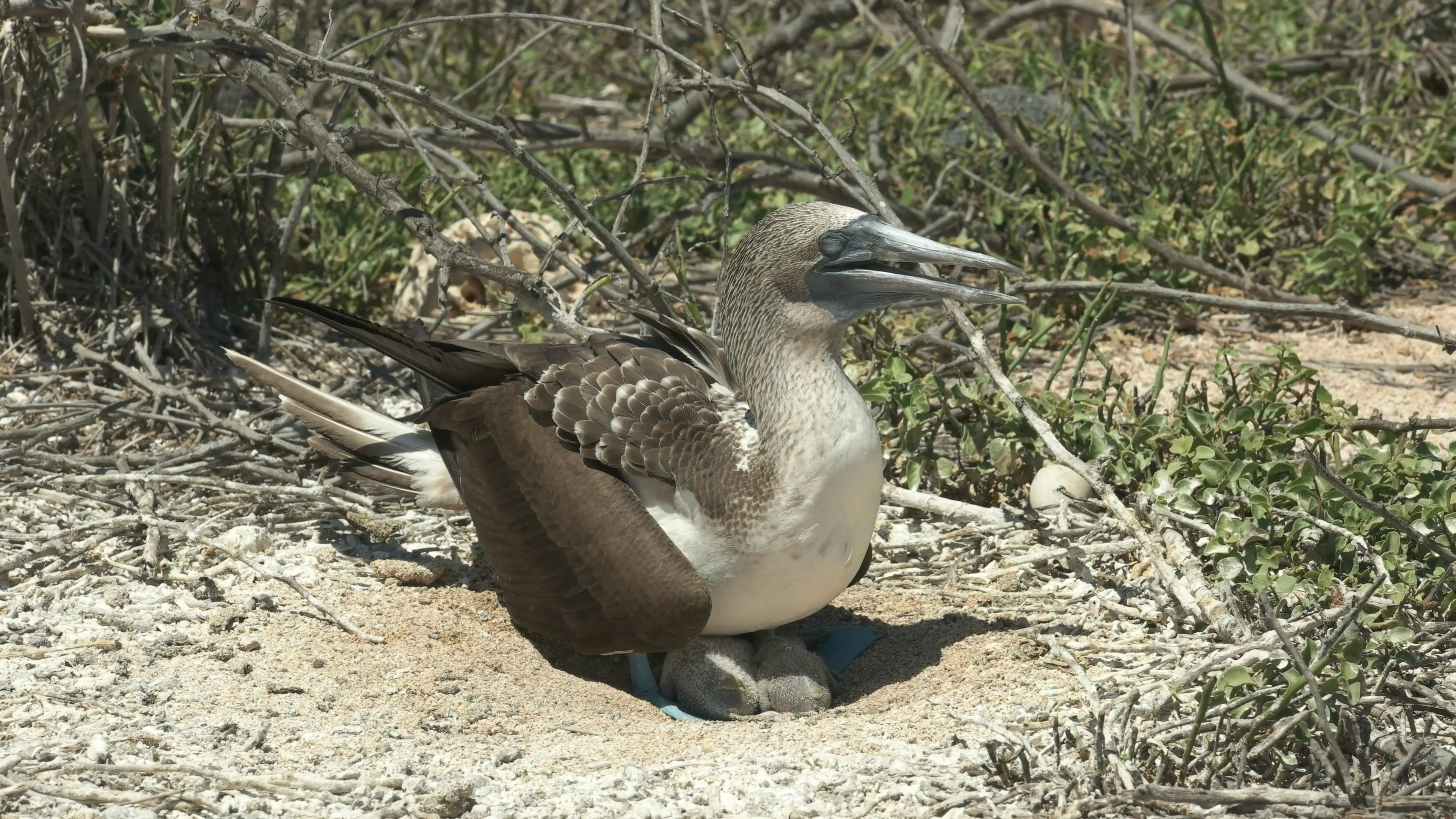 Booby chick, Animal bird, Free download, Booby, 3840x2160 4K Desktop