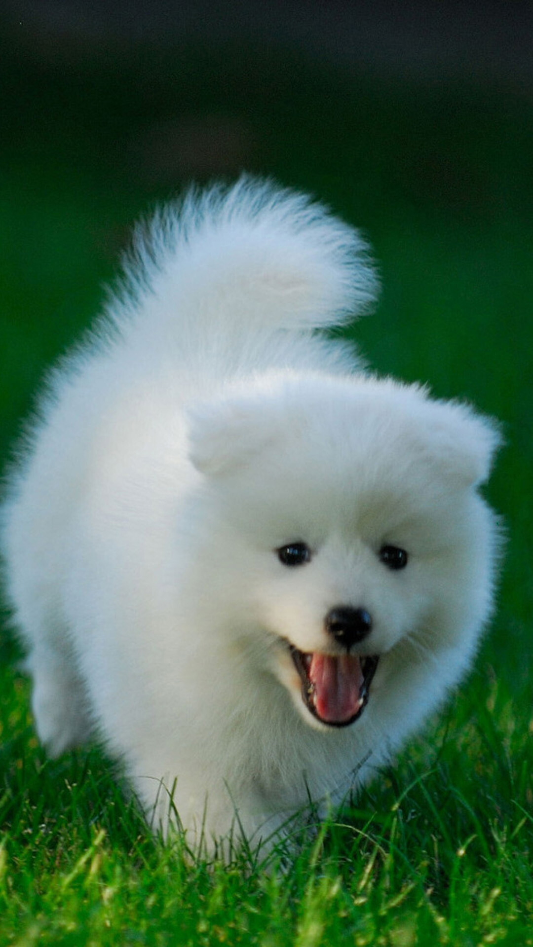 Cute puppy android wallpaper, Android charm, 1080x1920 Full HD Phone