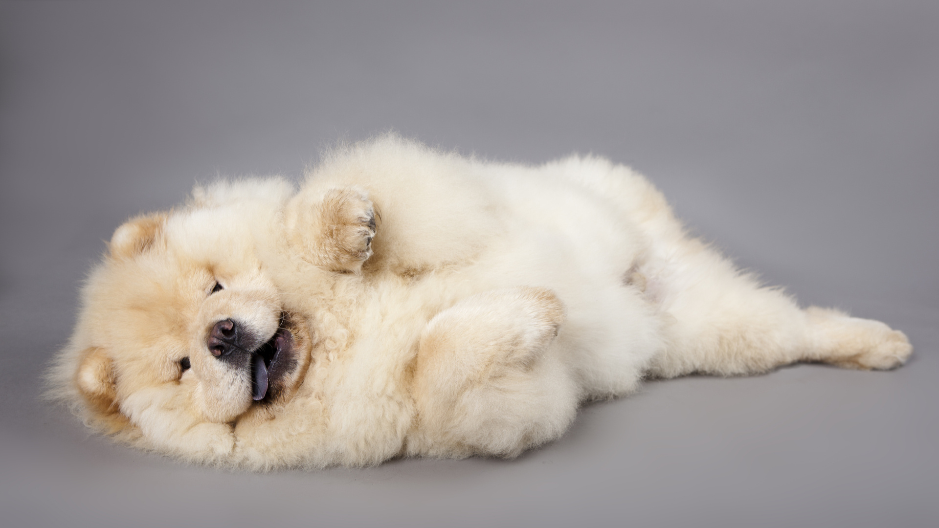 Chow Chow, Puppy diet, Big sale, 1920x1080 Full HD Desktop