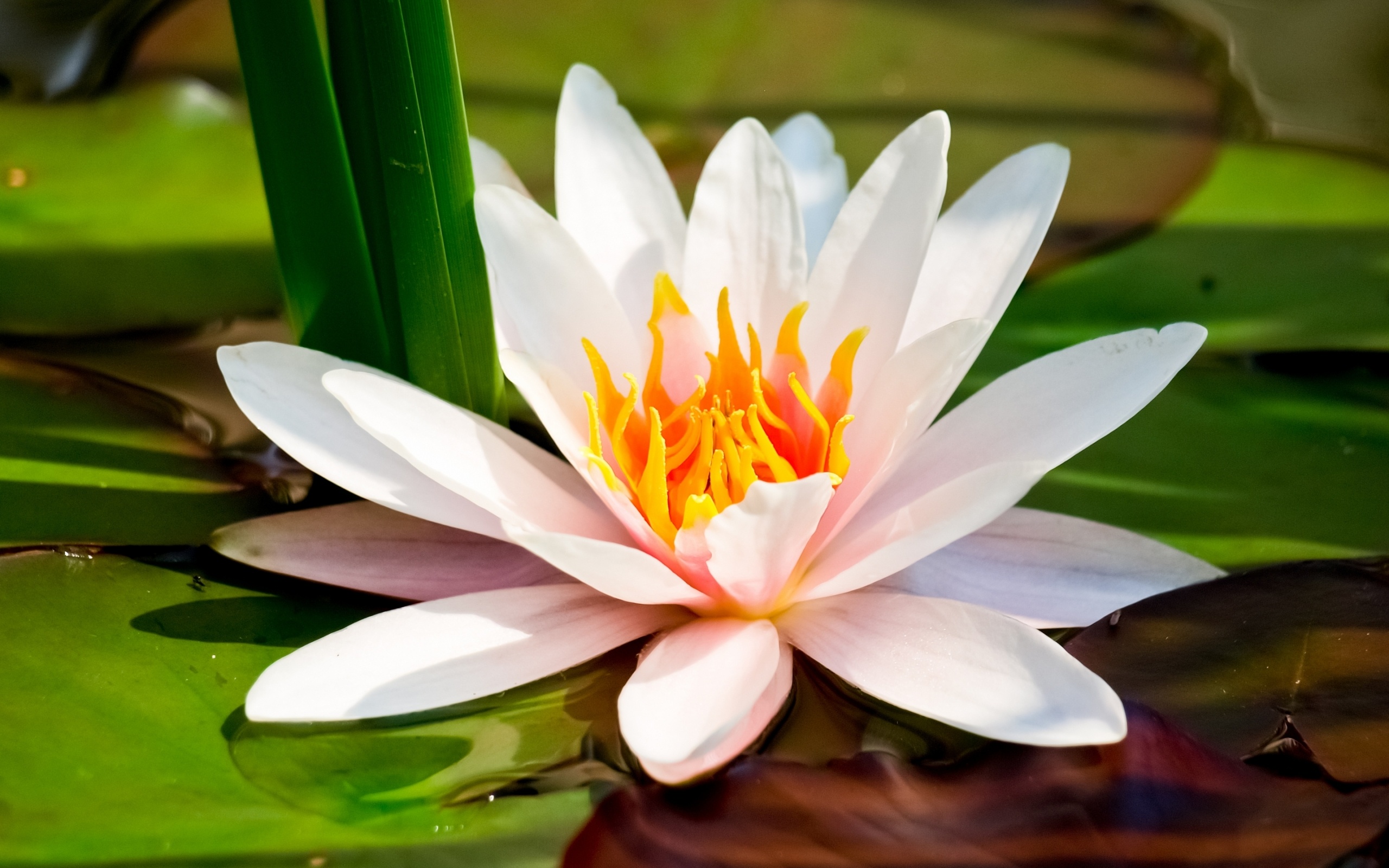 Water Lily, HD wallpaper, Tranquil scene, Natuural beauty, 2560x1600 HD Desktop