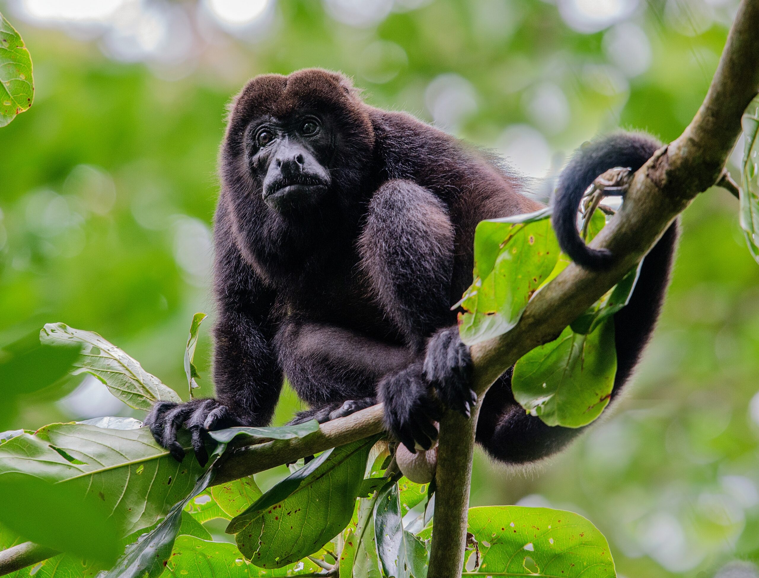 Howler Monkey, Playful behavior, Group dynamics, Social tension relief, 2560x1960 HD Desktop