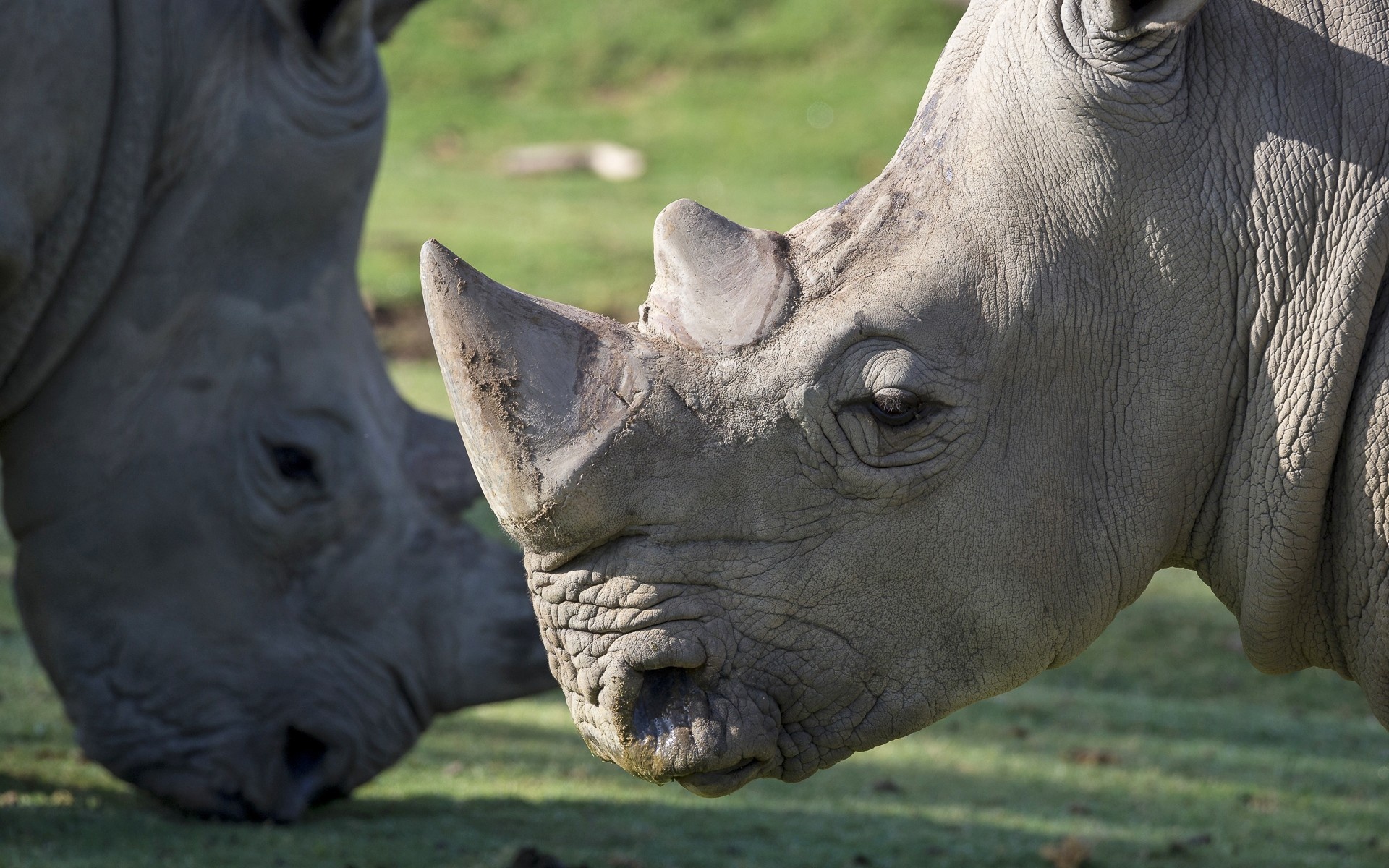 Rhino showcase, Artistic brilliance, Passionate photography, Ryan Mercado's collection, 1920x1200 HD Desktop