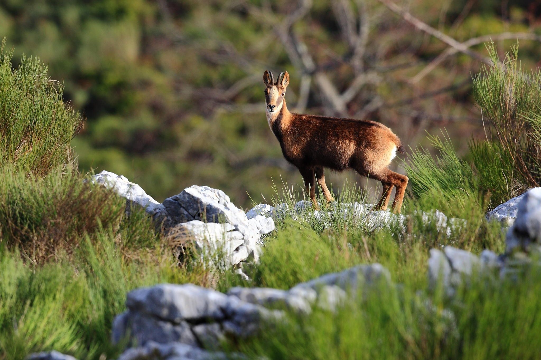 Rebeco Cantbrico, Iberian chamois, Spanish wildlife, Endangered species, 2050x1370 HD Desktop