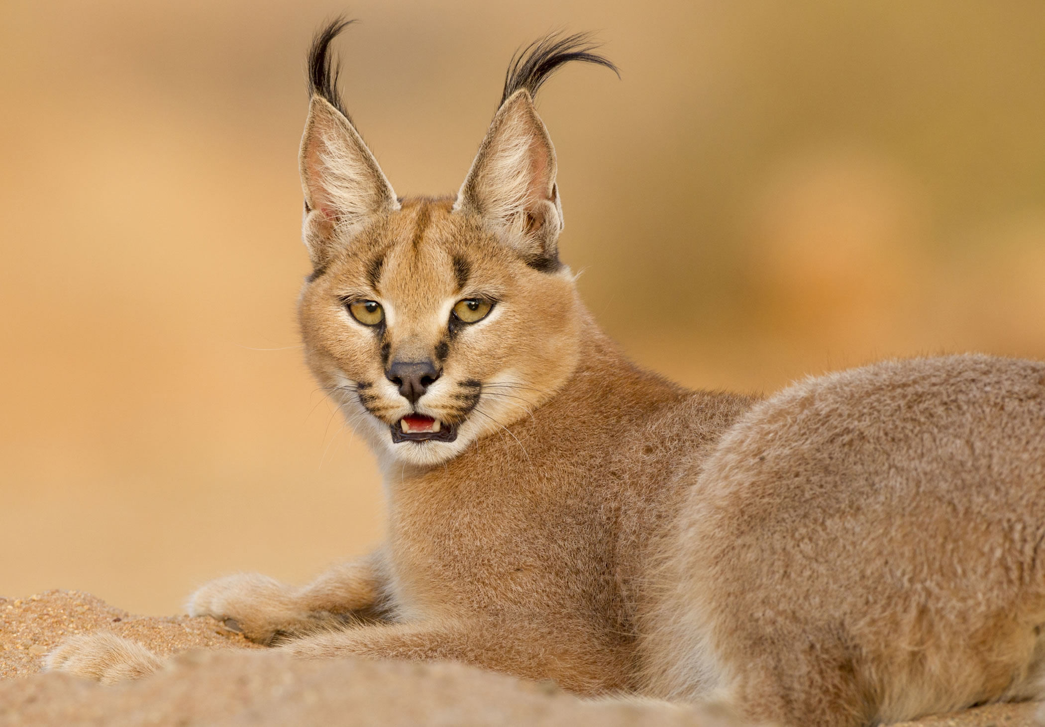 Fascinating caracal, Stunning visuals, Dynamic pose, Attention-grabbing, 2100x1470 HD Desktop