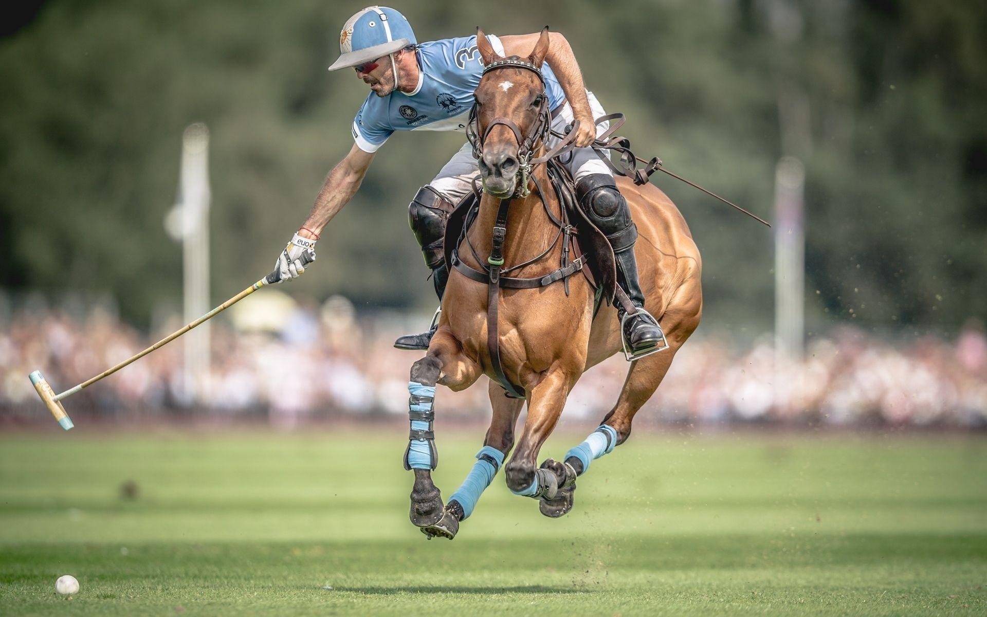 Horse polo, Polo mallets, Arena action, Equine team, 1920x1200 HD Desktop