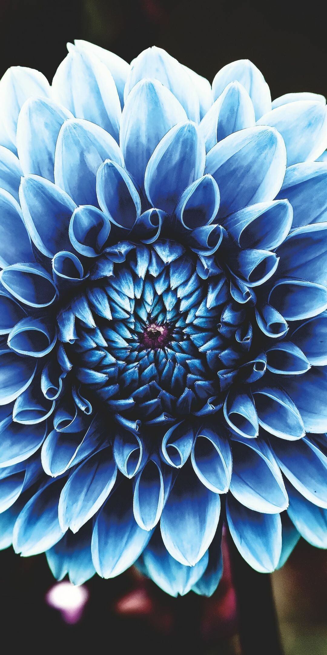 Blue dahlia wallpapers, Beautiful floral collection, Stunning nature backdrop, Vibrant floral display, 1080x2160 HD Phone