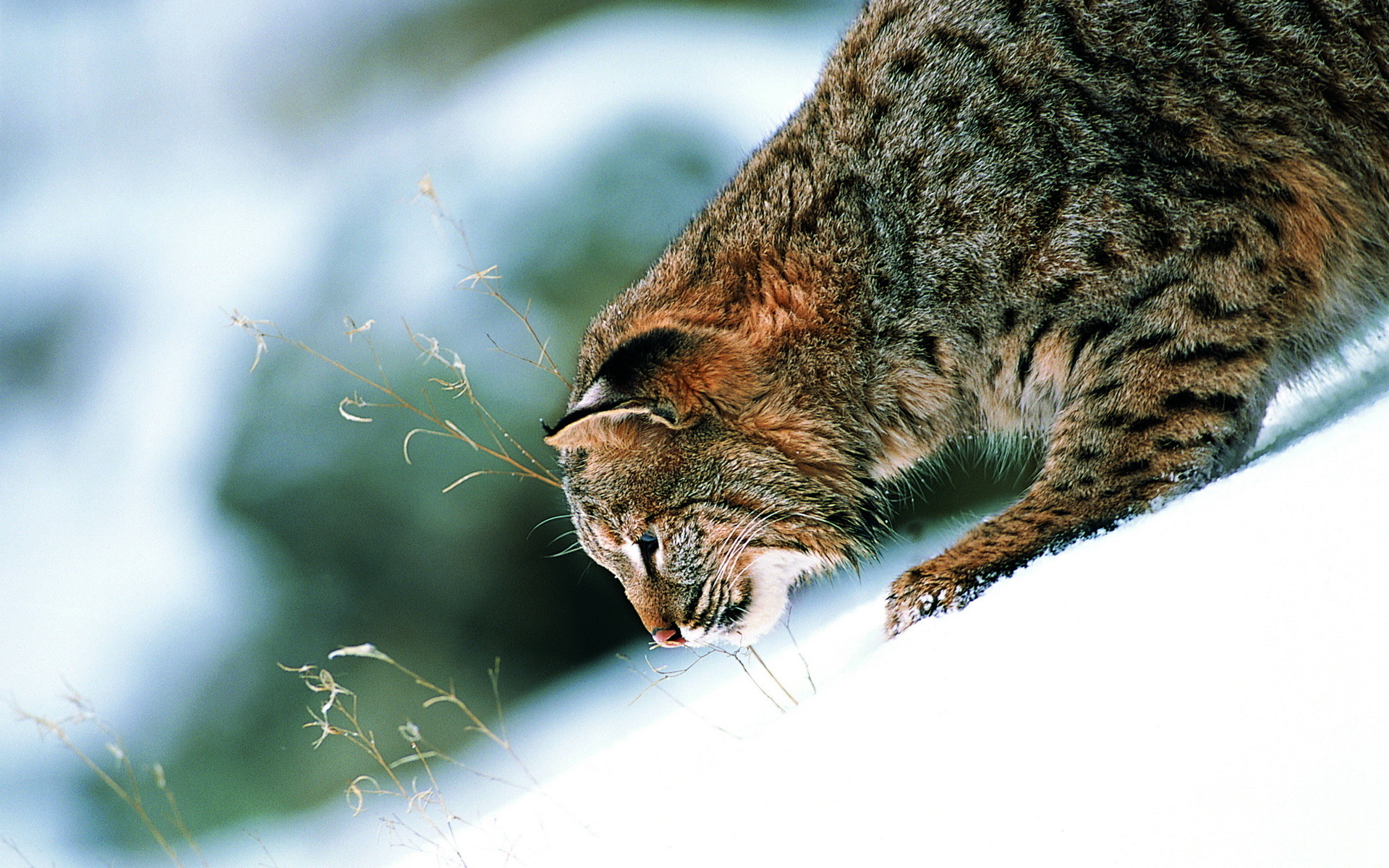 Red Lynx, Bobcat wallpapers, Animals, 1920x1200 HD Desktop