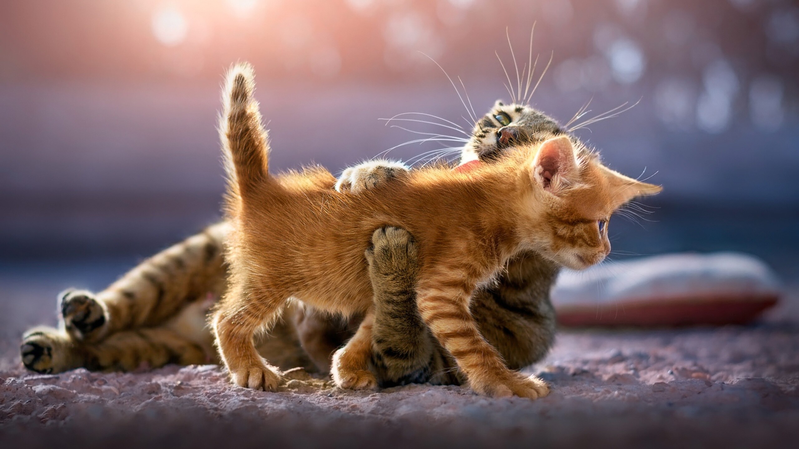 Cute kittens, High-resolution images, HD quality, Adorable feline companions, 2560x1440 HD Desktop