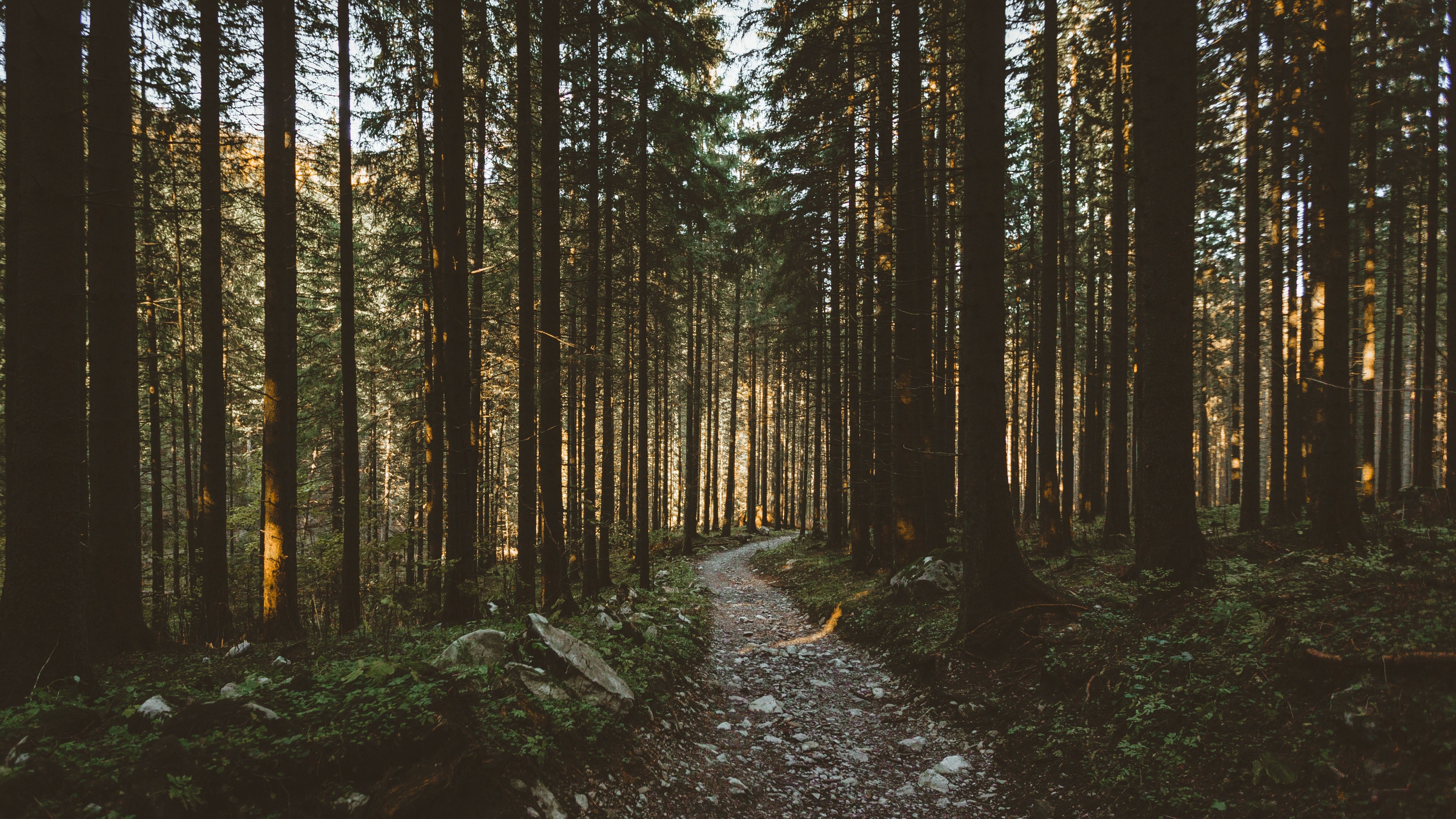 rocky forest trail, tall pine tree trunks, dappled forest sunlight, 4K Desktop wallpaper