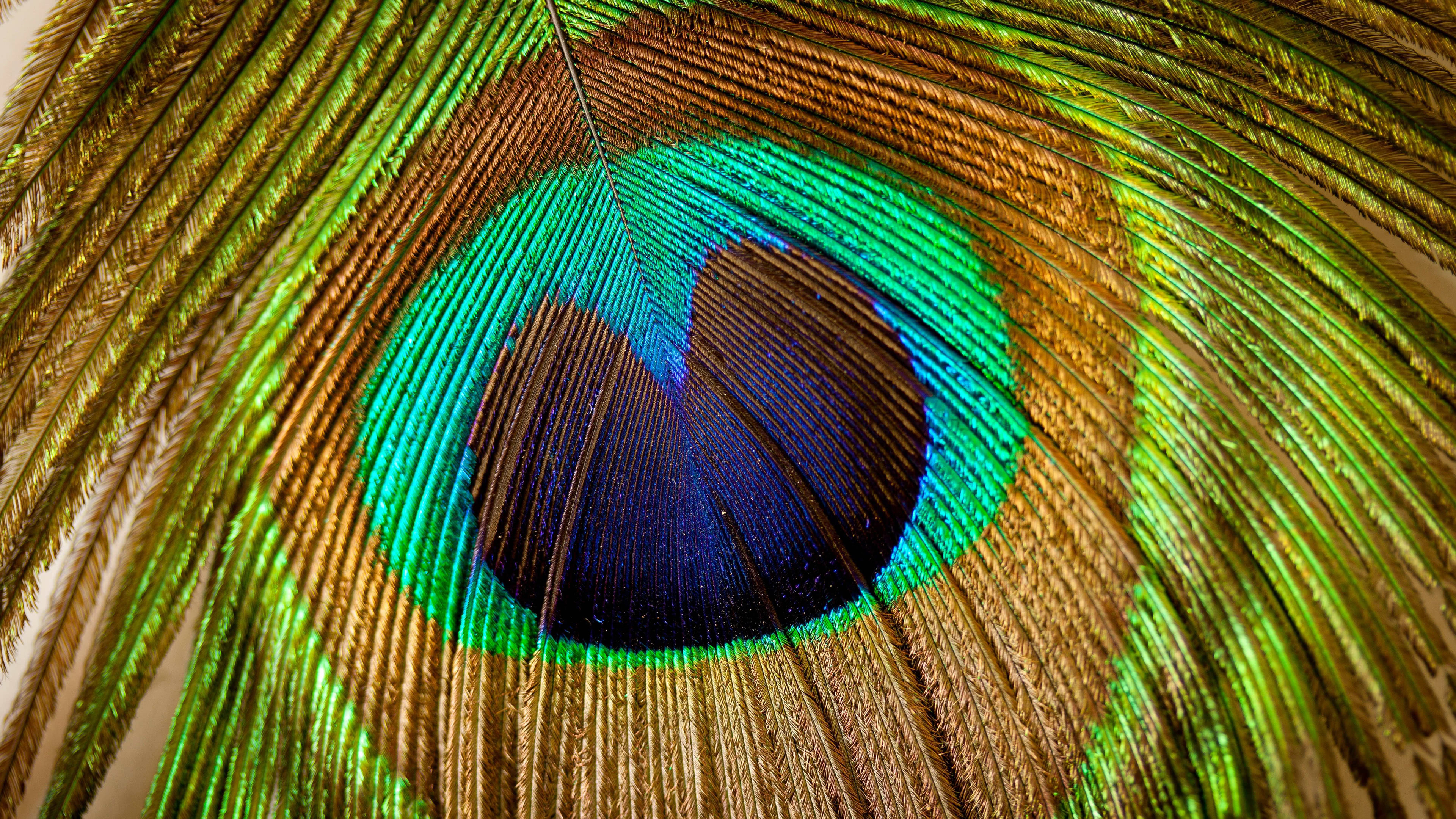 Peacock feather eyespot, Iridescent green barbules, Golden brown feather texture, 4K Desktop wallpaper