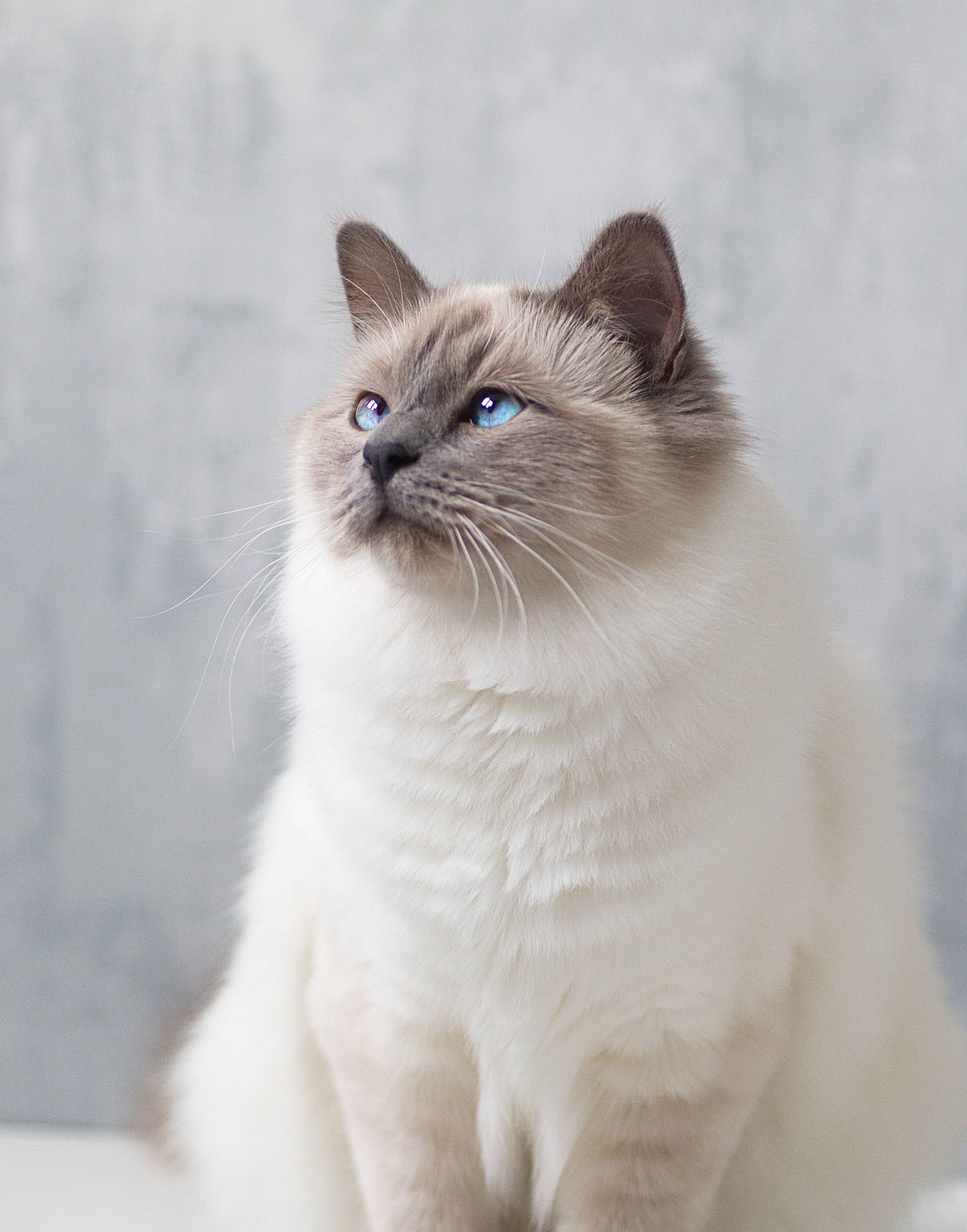 Beautiful cat kitty, Beautiful cat breeds, Popular cat breeds, Birman cat, 1510x1920 HD Phone