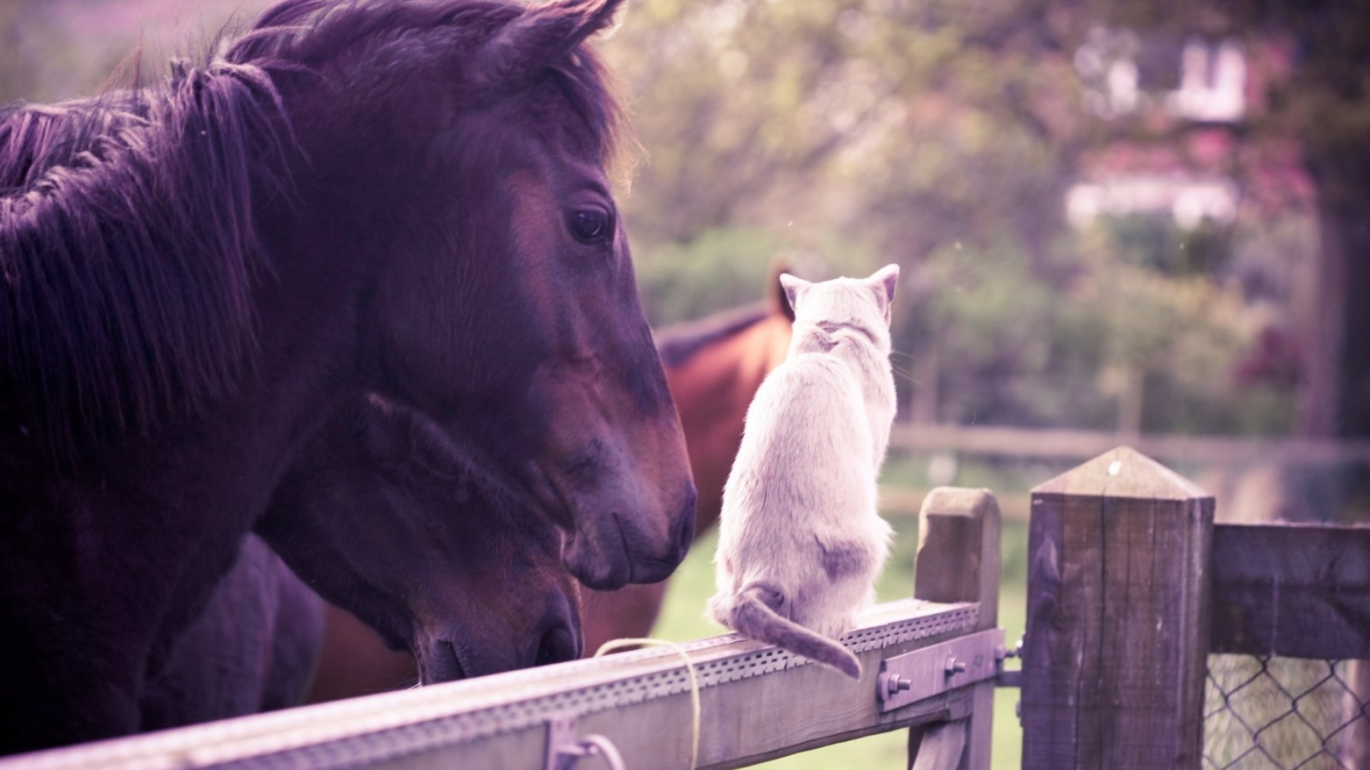 Horse and cat, Pets Wallpaper, 1920x1080 Full HD Desktop