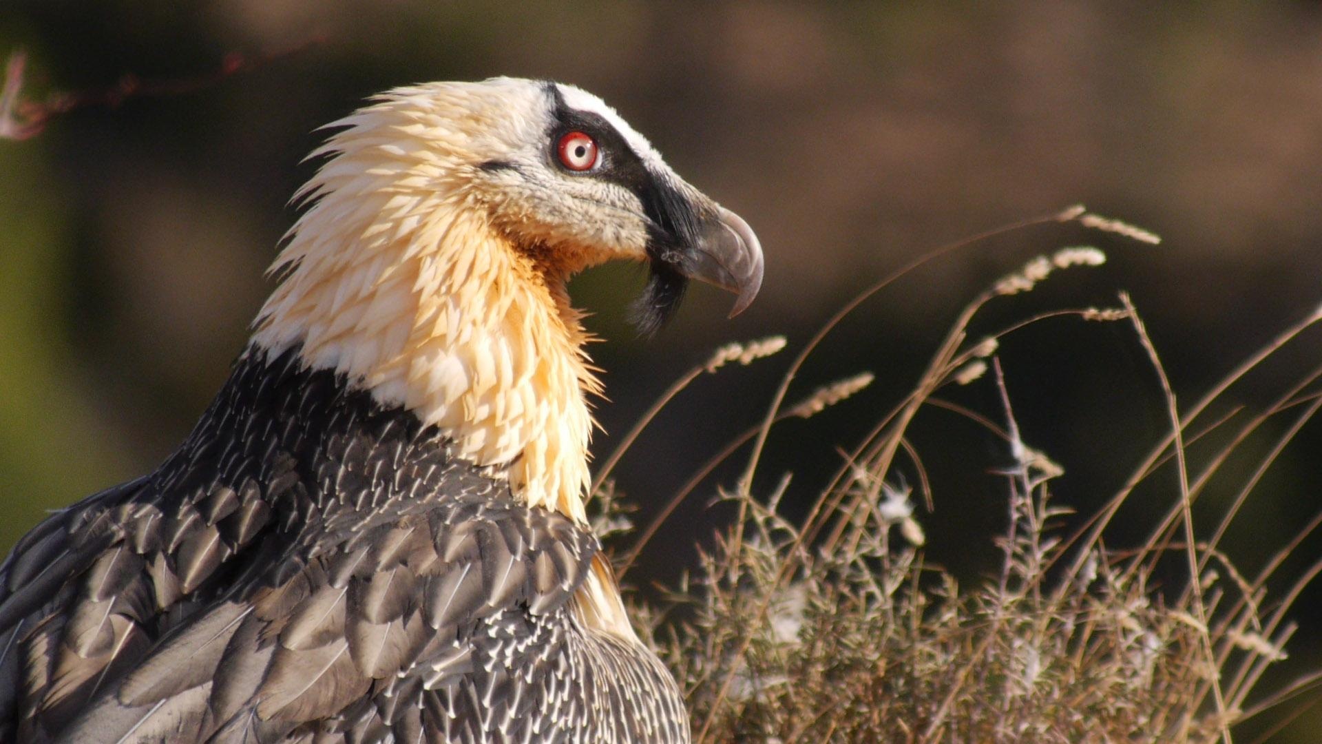 Bearded Vulture, Crooked vultures wallpapers, John tremblay, Vultures, 1920x1080 Full HD Desktop