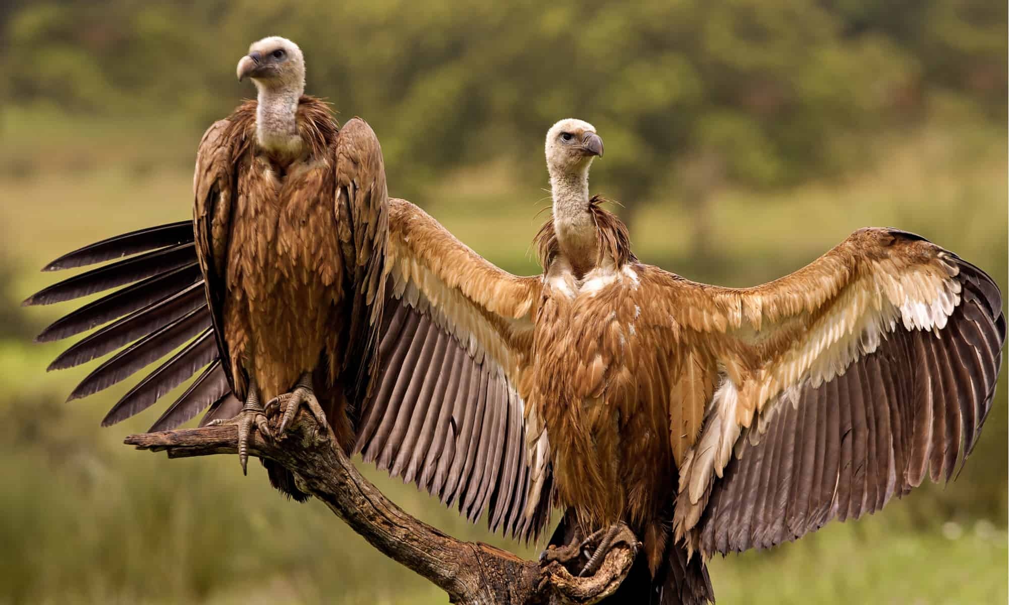 Anatomy of vultures, Animal documentation, Detailed images, Az animals' collection, 2000x1200 HD Desktop