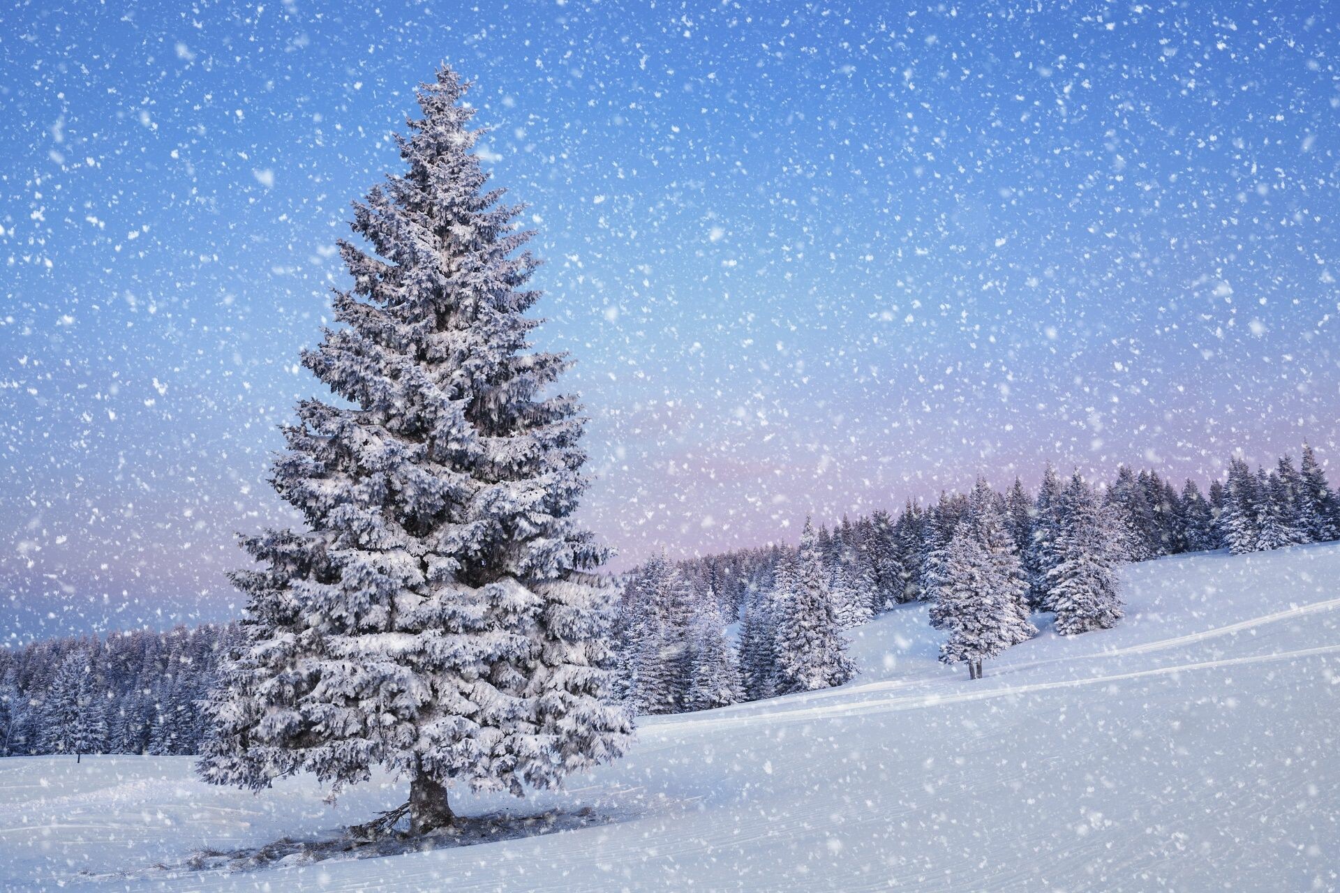 Snowy Tree, Snowfall Wallpaper, 1920x1280 HD Desktop