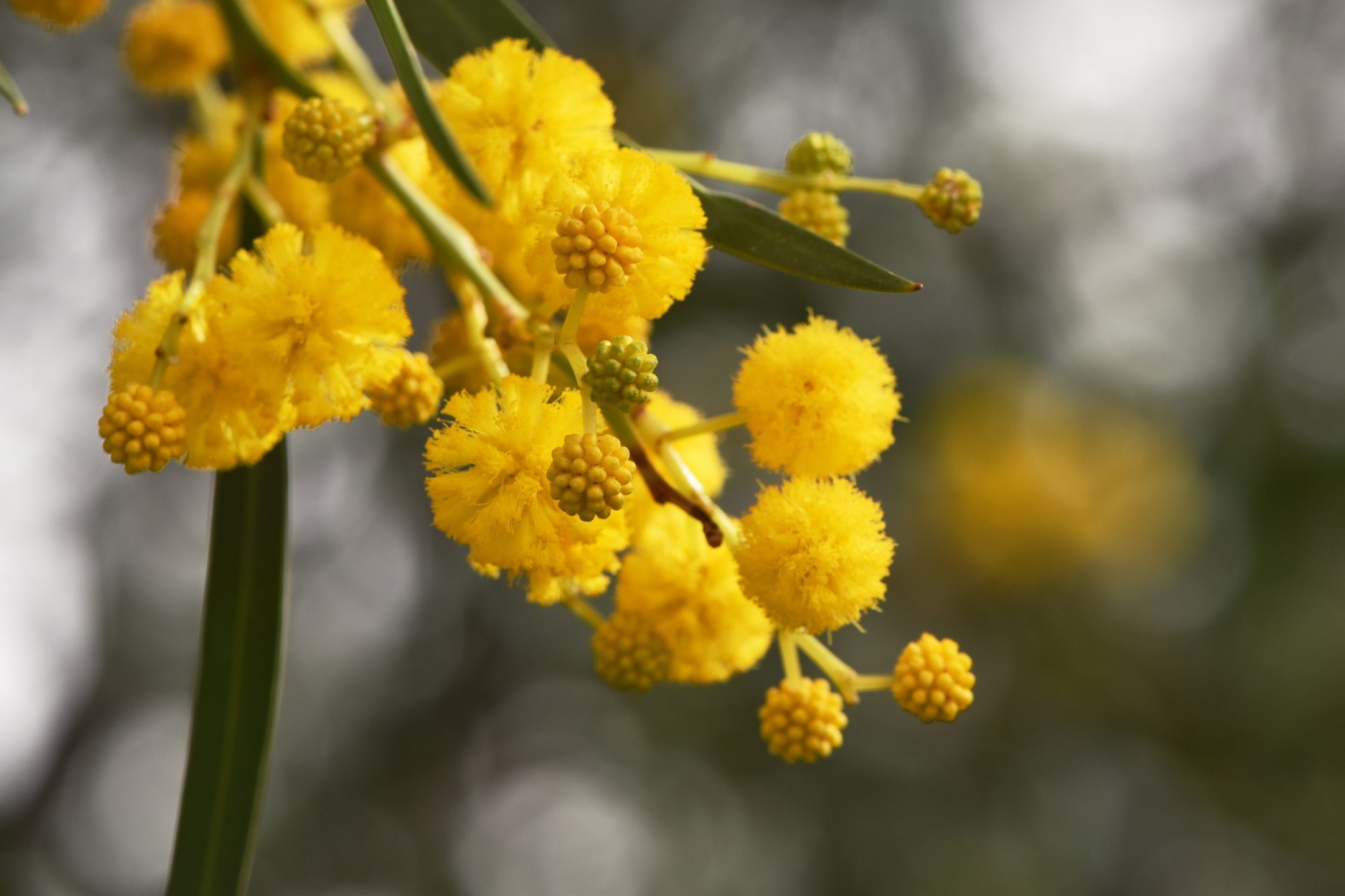 Acacia Tree, Cyanogenic poison, Biological defense, Nature's strategy, 2160x1440 HD Desktop