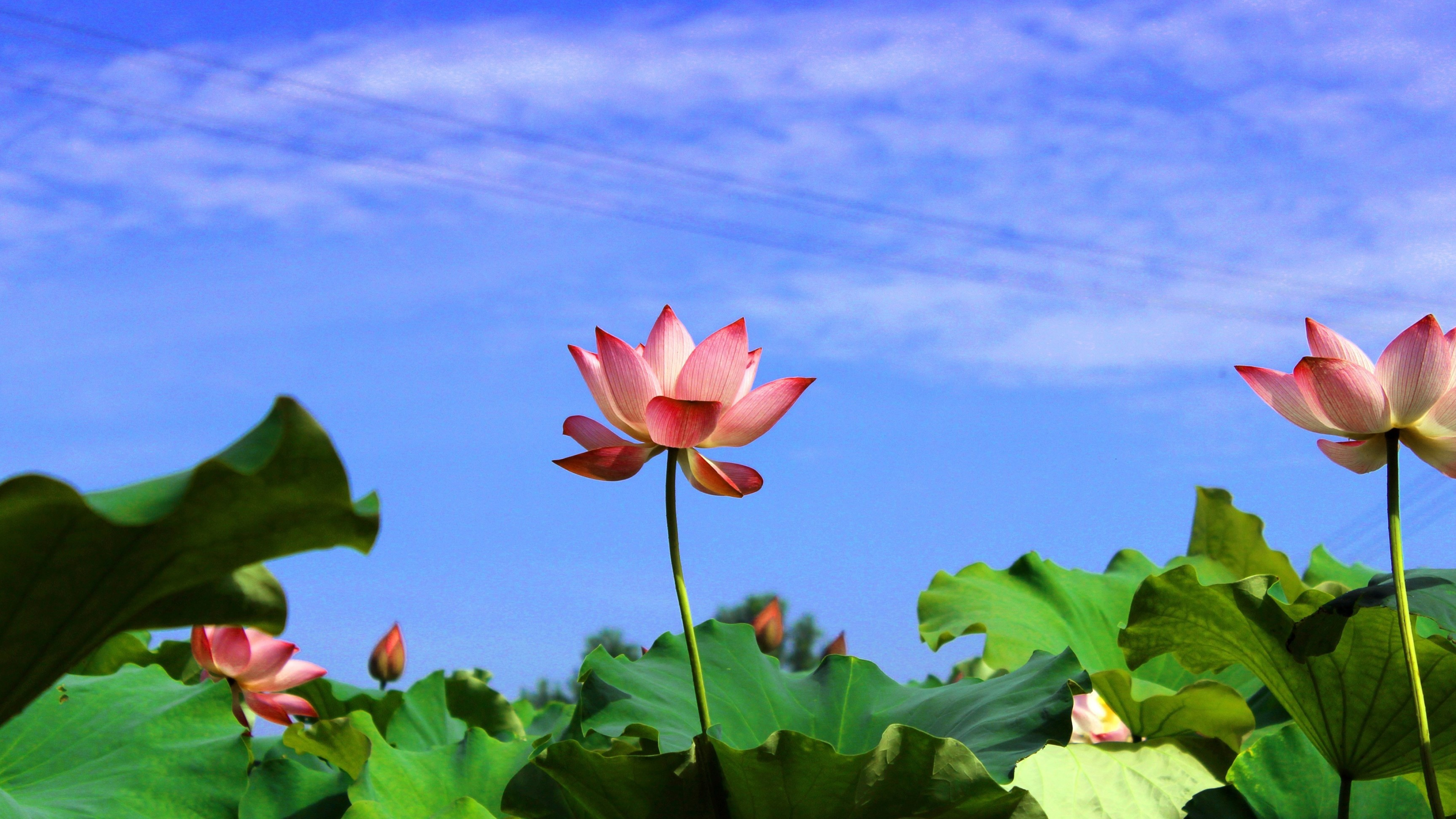 4K lotus flower wallpapers, 3840x2160 4K Desktop