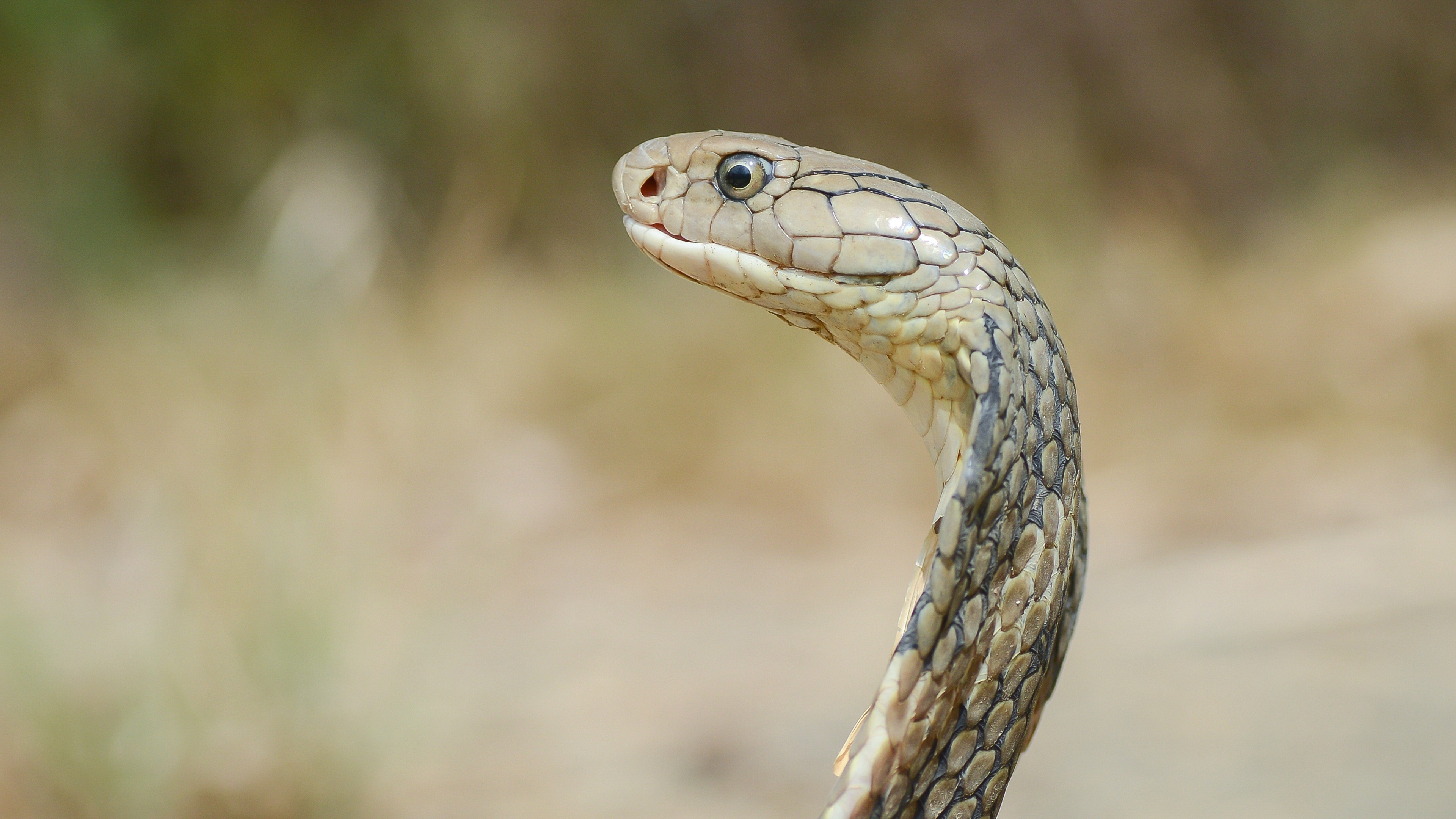 King Cobra wallpapers, Stunning reptilian appeal, Nature's beauty, HD backgrounds, 3840x2160 4K Desktop