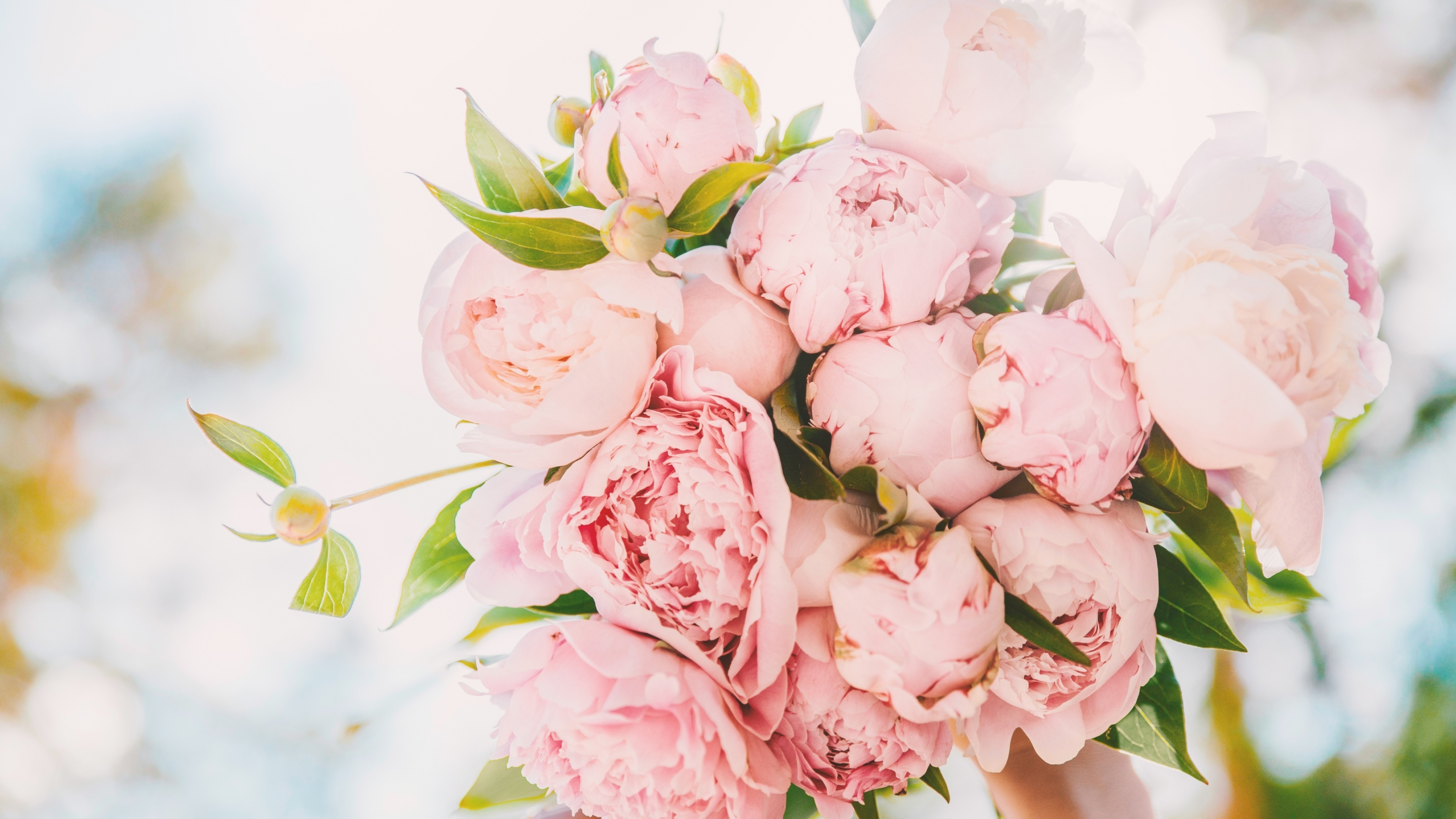 Blush pink peony bouquet, Green peony foliage, Backlit sky bokeh, HD Desktop wallpaper