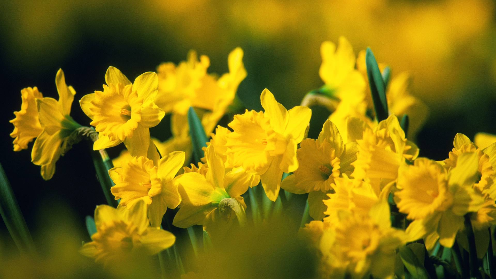 yellow trumpet daffodils, blooming narcissus pseudonarcissus, sunlit spring meadow, Full HD Desktop wallpaper