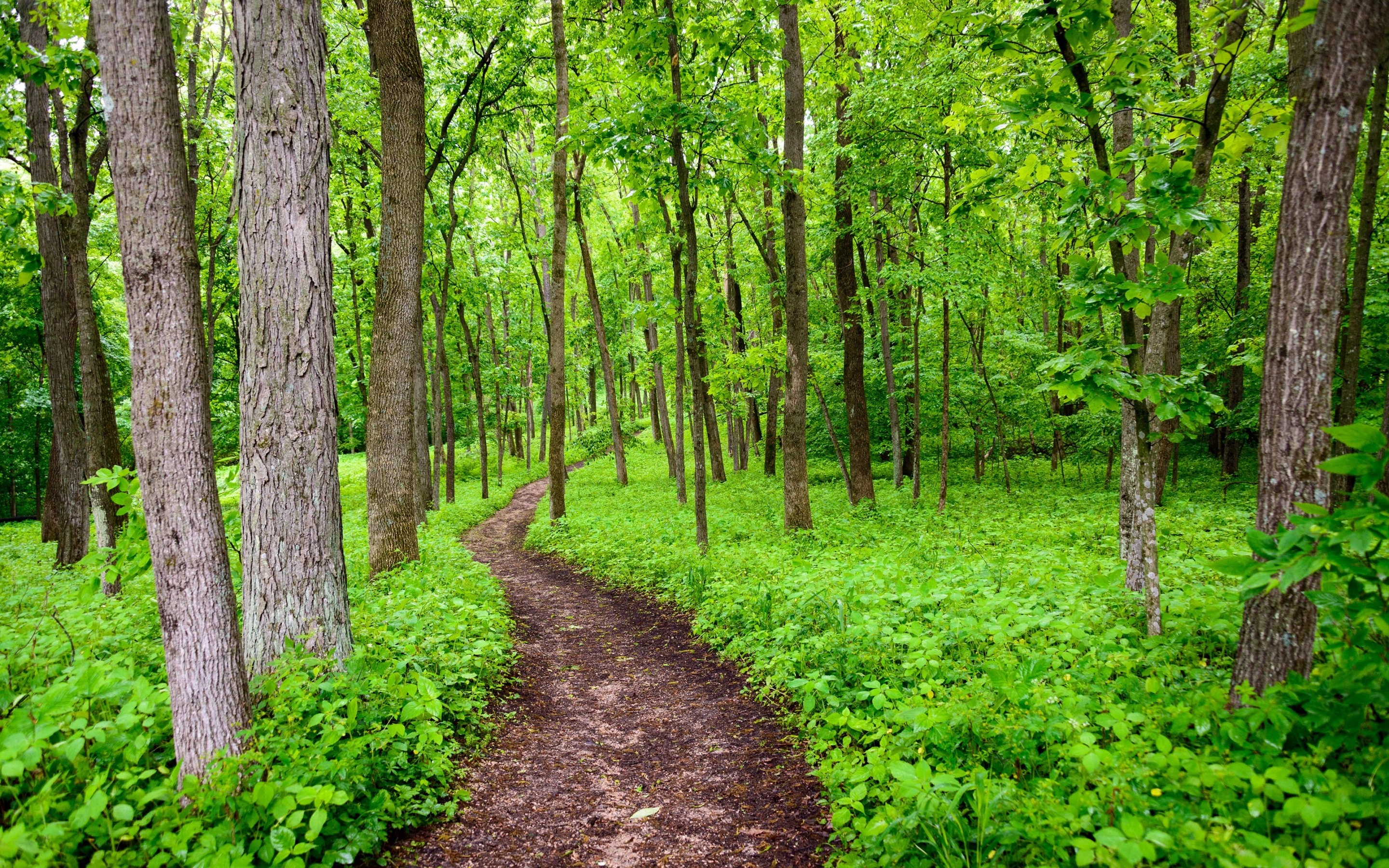 Pathway in forest, Nature's trail, Enchanted walk, Serenity in green, 2880x1800 HD Desktop