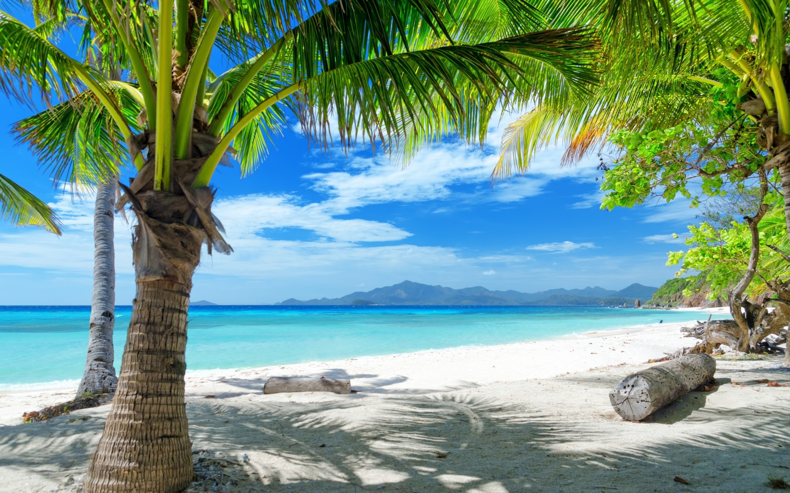 Coconut palm tree, Turquoise tropical ocean, White sand beach, HD Desktop wallpaper