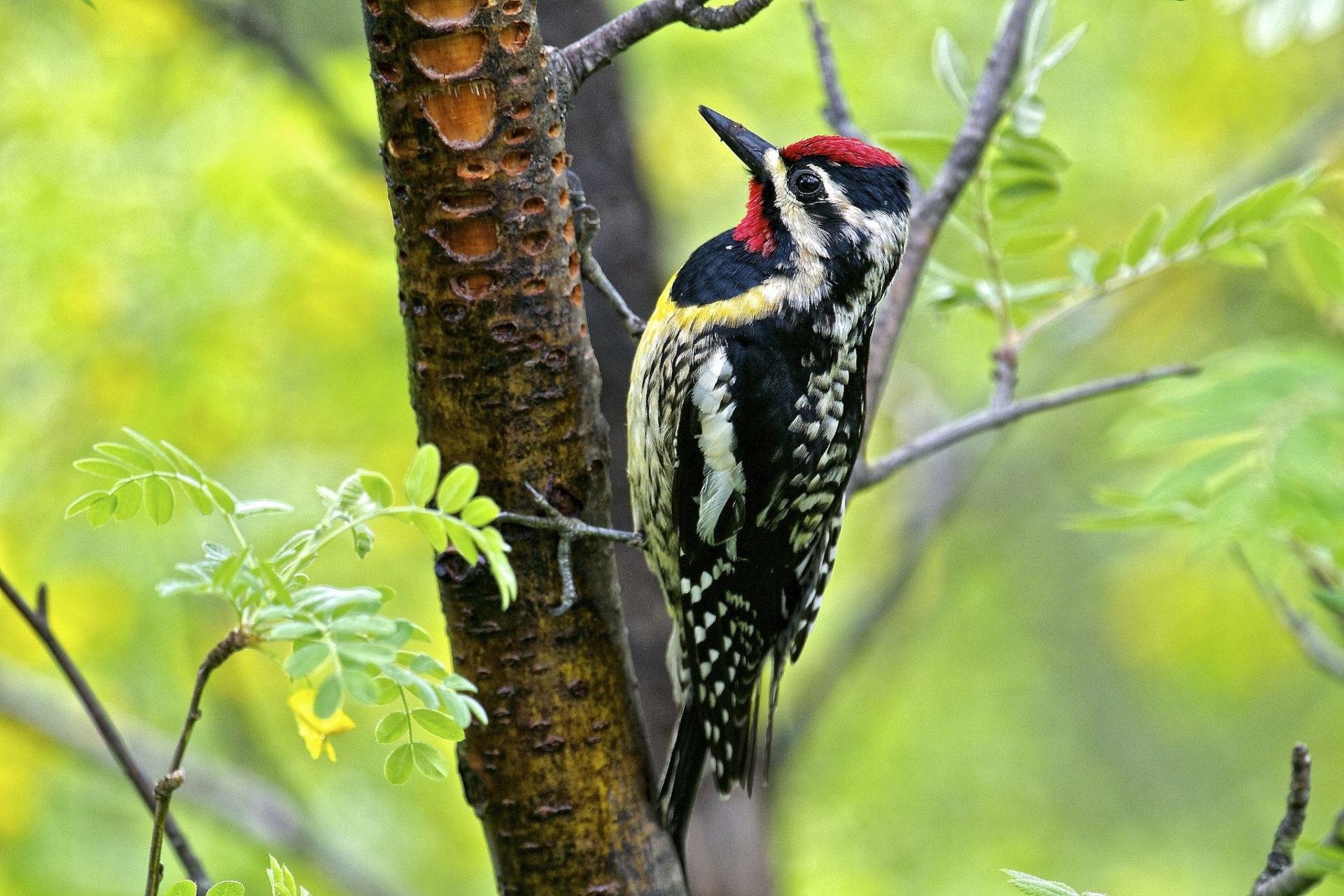 Woodpecker wallpapers, HD beauty, Nature's art, Desktop background, 1920x1280 HD Desktop