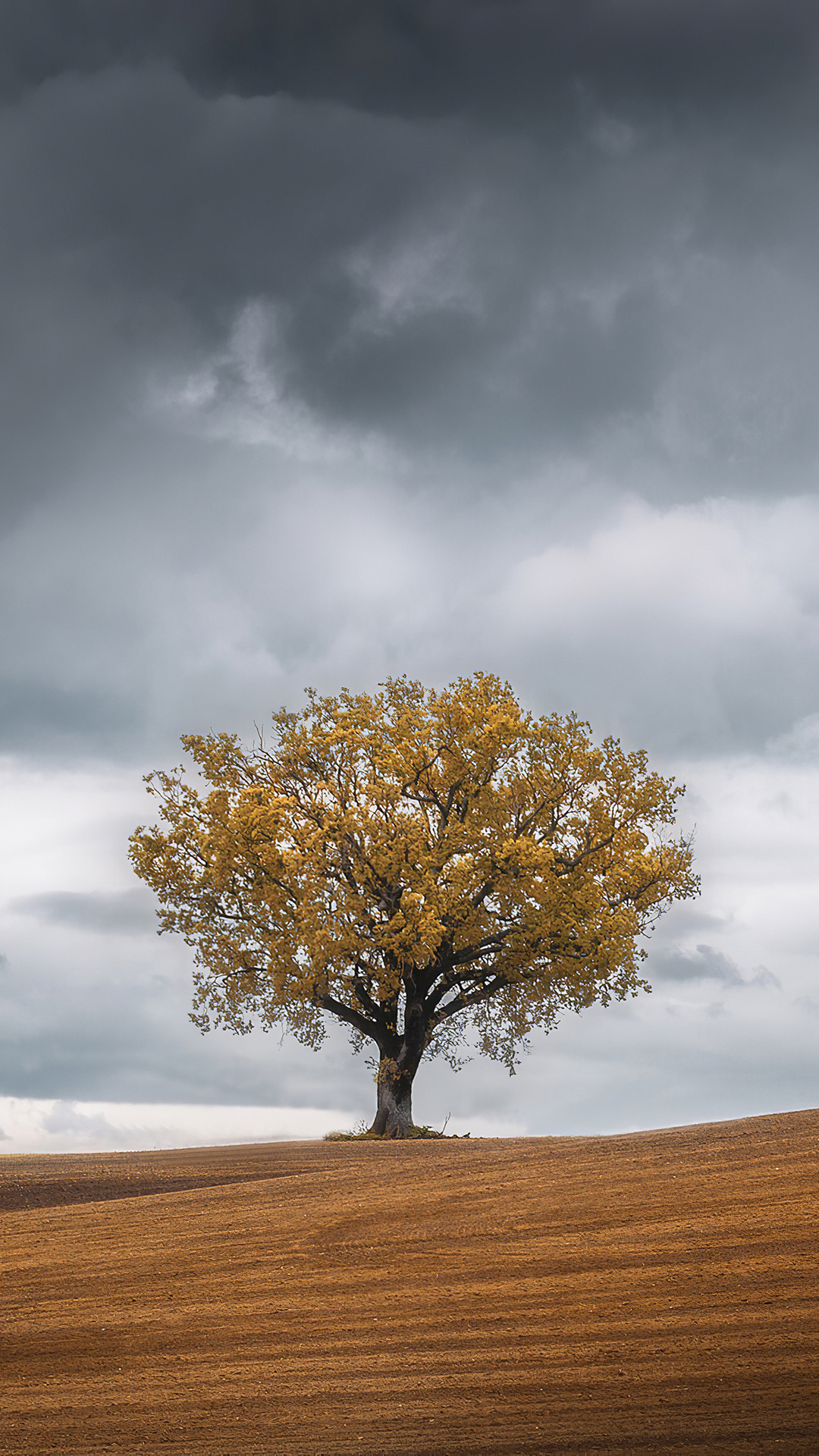 Stunning tree landscapes, 4K resolution, iPhone wallpapers, HD backgrounds, 1080x1920 Full HD Phone