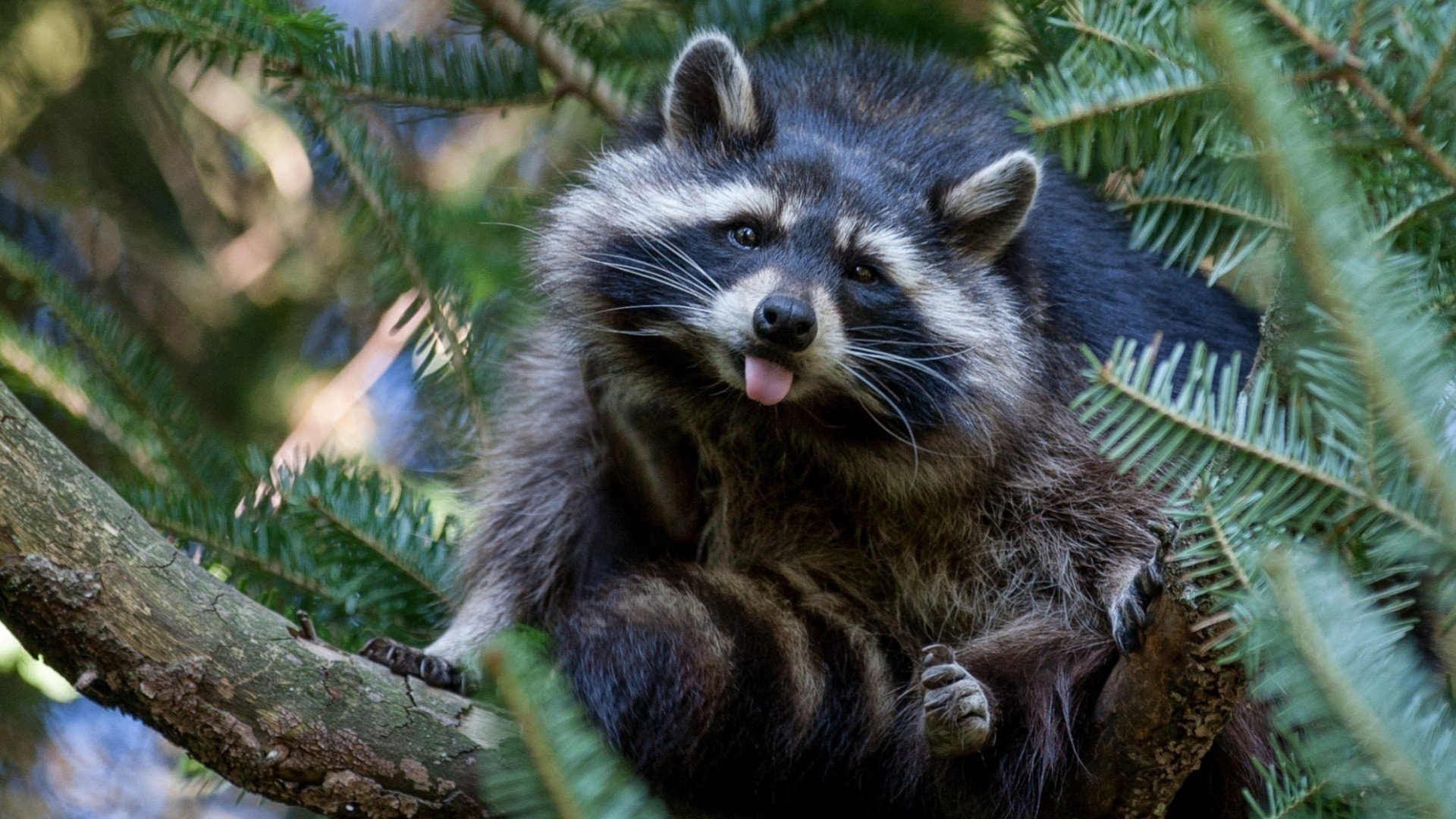 Lively raccoon, Desktop delight, Mobile marvels, Nature's charm, 1920x1080 Full HD Desktop