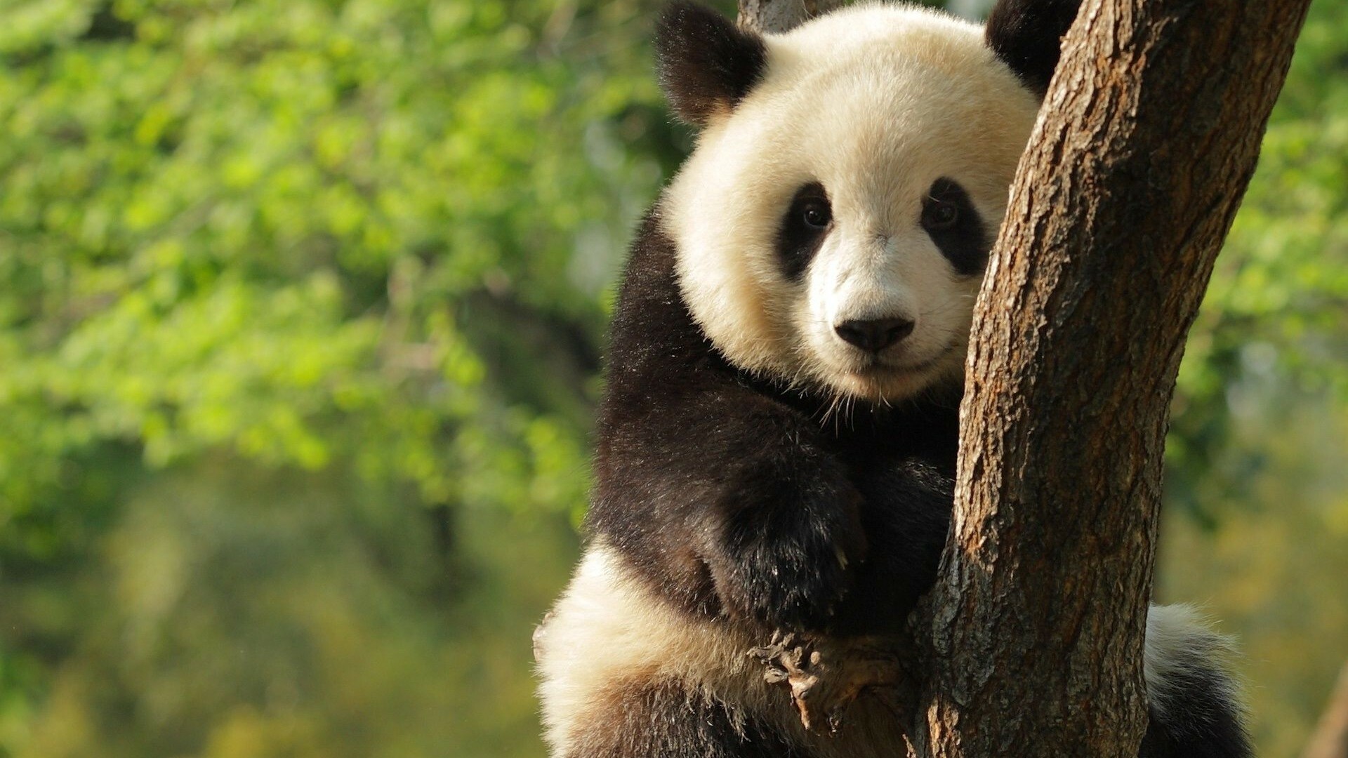 HD panda wallpapers, Stunning nature scenes, High-quality images, Nature's beauty, 1920x1080 Full HD Desktop