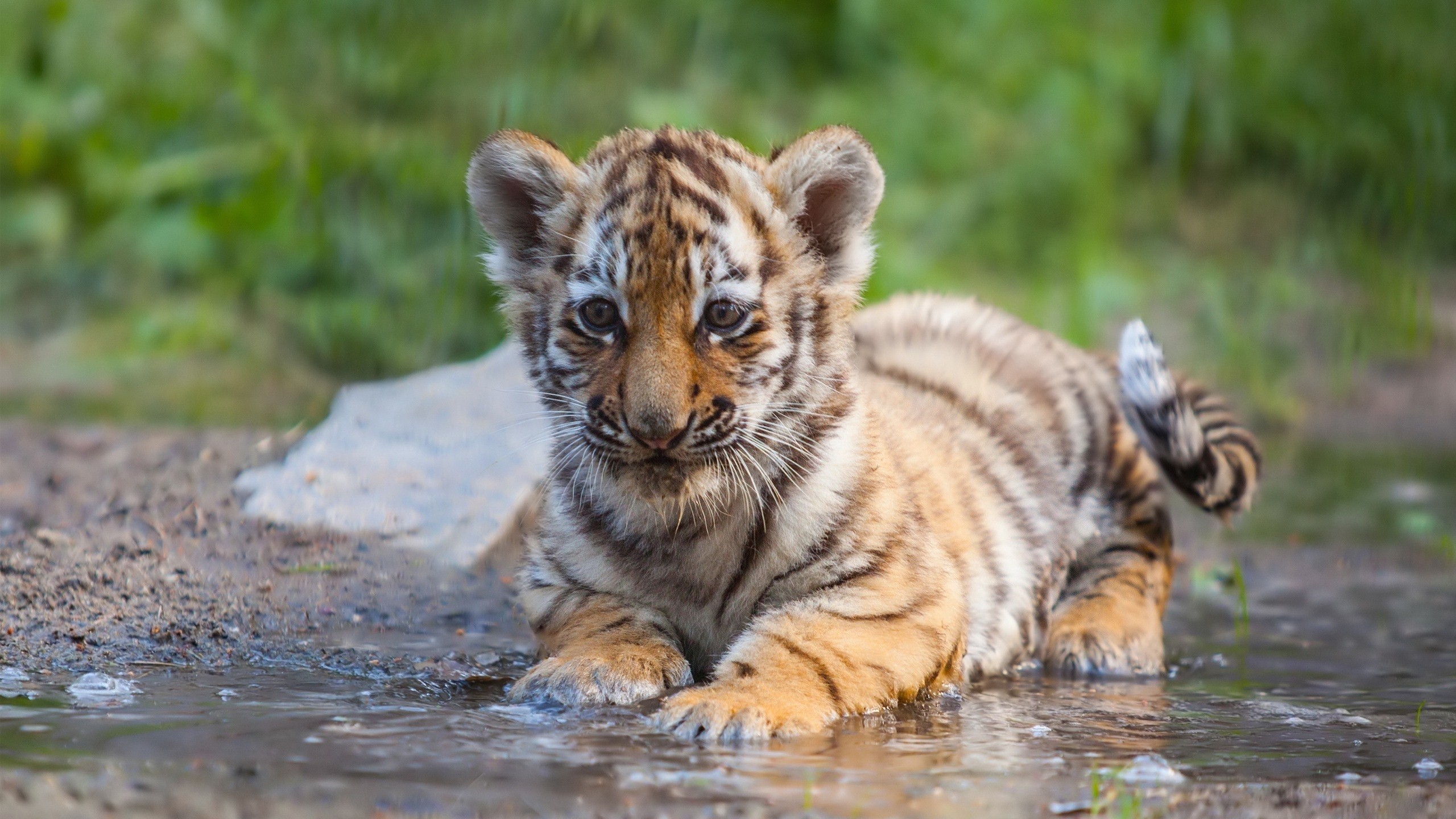 Cute water stripes, Precocious predator, Young tiger cub, Striking wallpaper, 2560x1440 HD Desktop