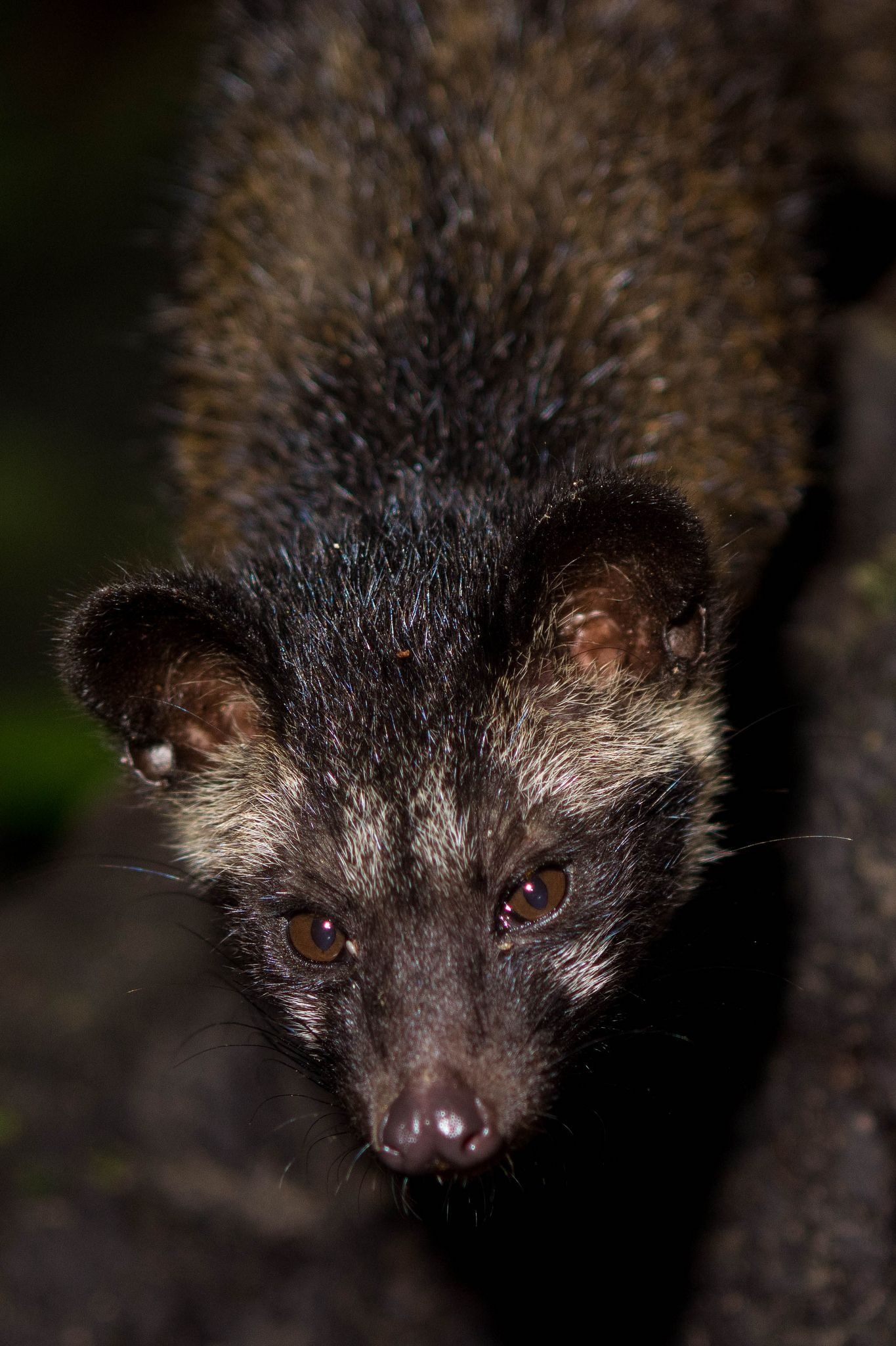 Civet cat, Unique animal, Adorable creature, Captivating mammal, 1370x2050 HD Phone