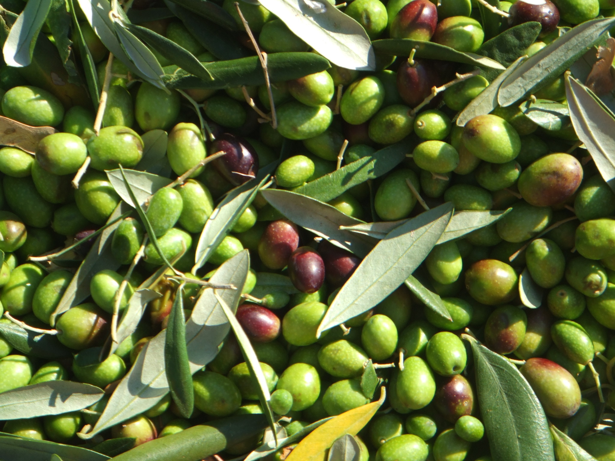 Food wallpapers, Olive-themed, High-quality pictures, Culinary delight, 2050x1540 HD Desktop