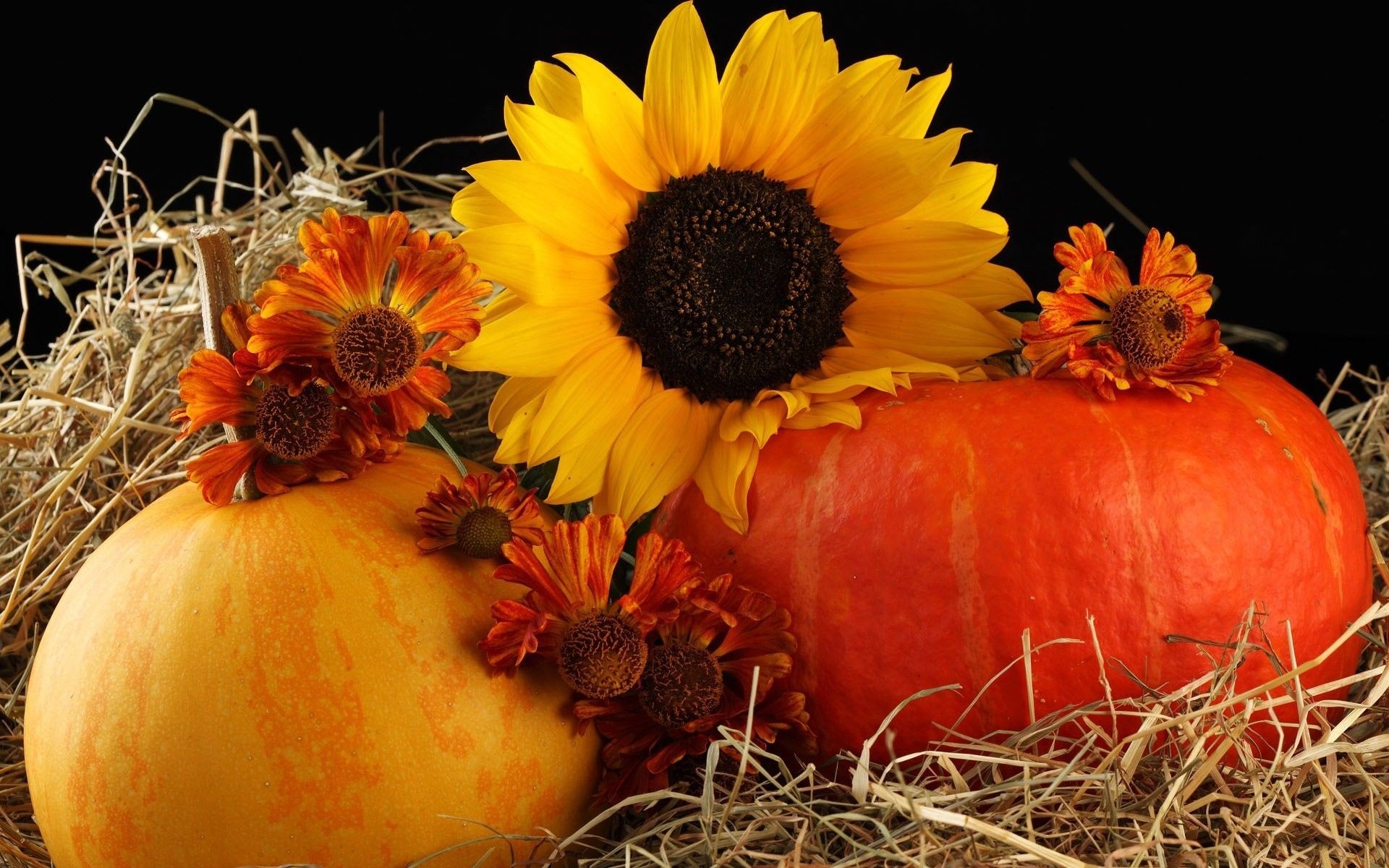 Yellow sunflower bloom, Orange autumn pumpkins, Orange Helenium flowers, Golden straw bed, HD Desktop wallpaper
