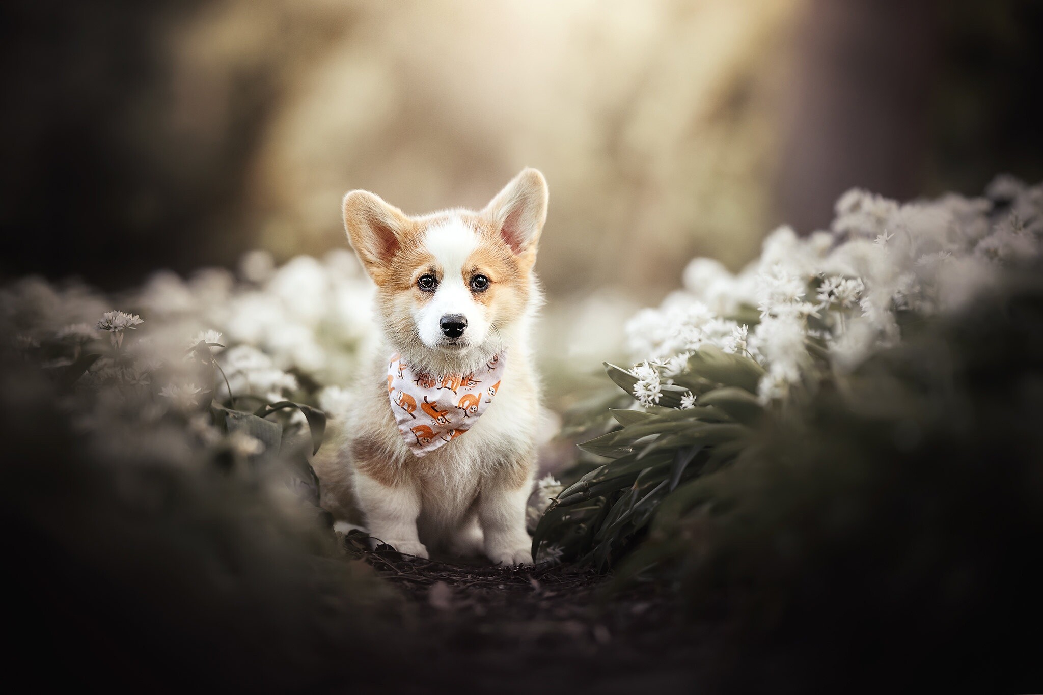 Welsh Corgi, HD wallpaper, 2050x1370 HD Desktop