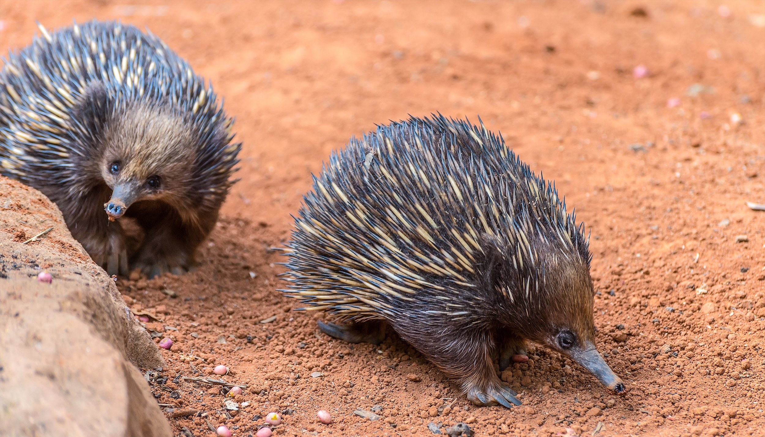 Echidna trains, Australian Geographic, Mysterious creatures, Informative article, 2500x1430 HD Desktop