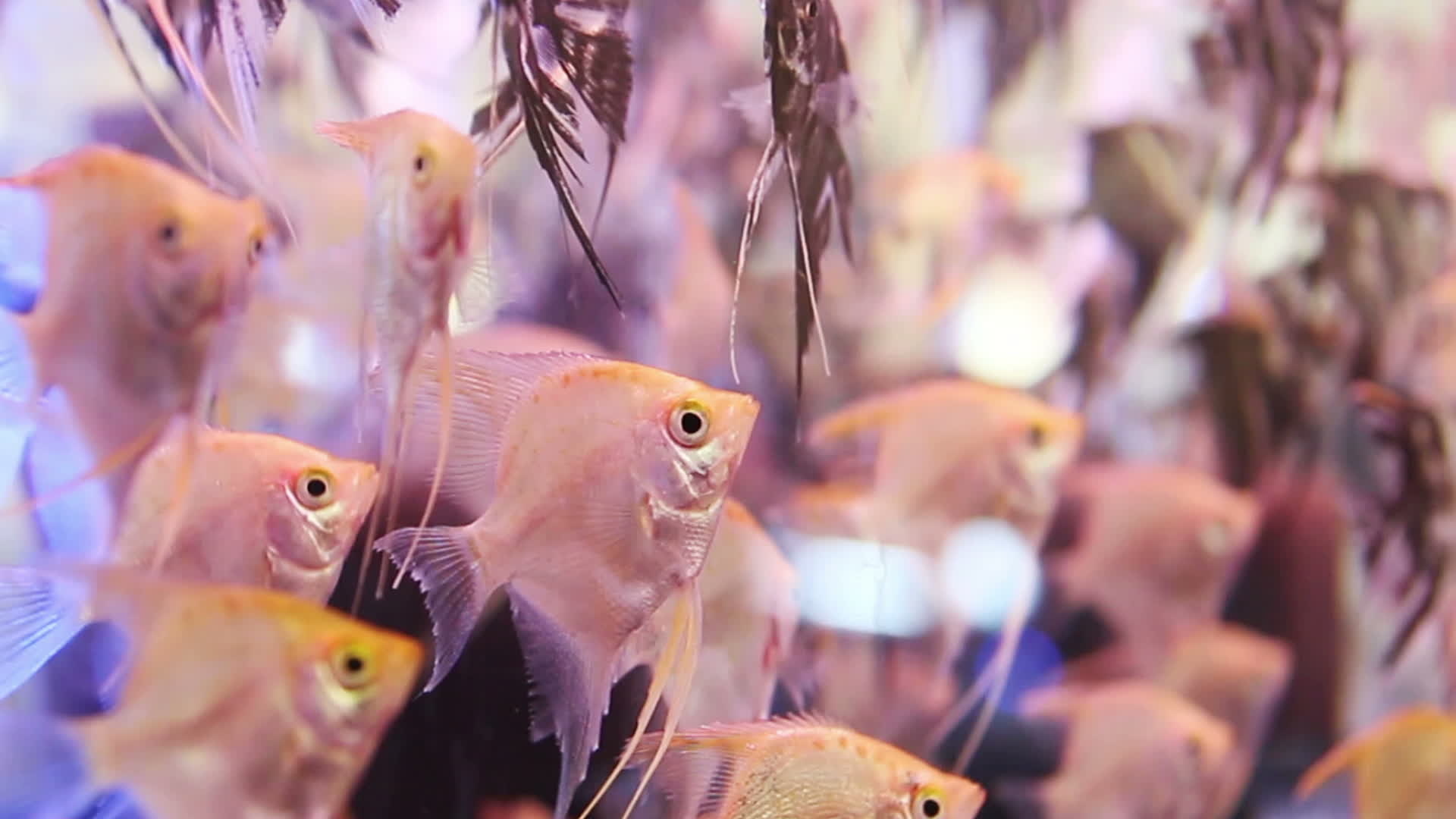 Angelfish aquarium swim, Captivating video, Aquatic charm, Marine life, 1920x1080 Full HD Desktop