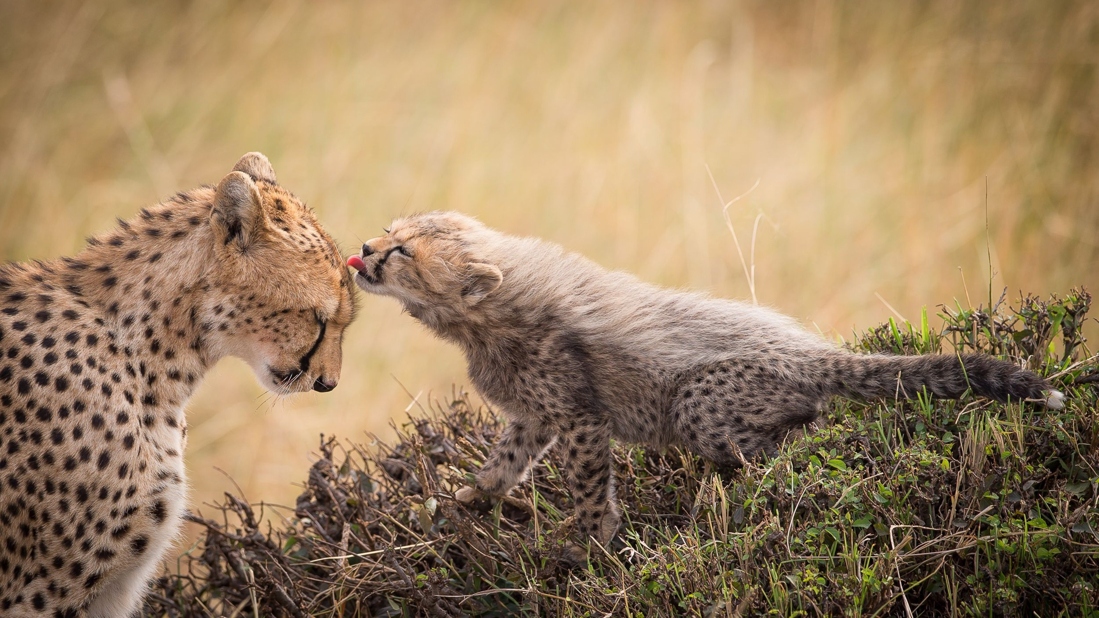 Mother and cub, Cheetah Wallpaper, 3840x2160 4K Desktop