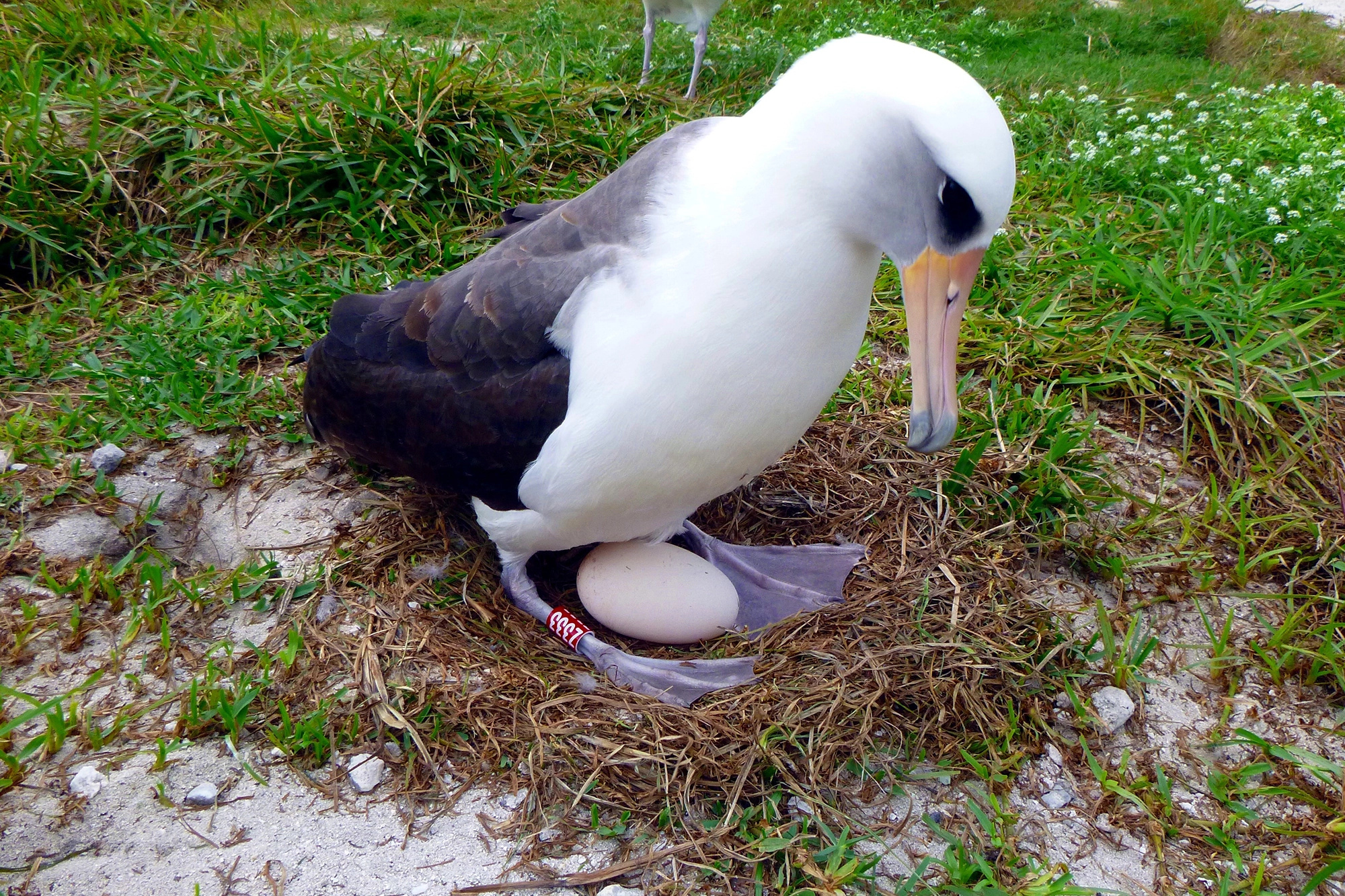 Wisdom the albatross, Living testament to time, Remarkable breeding record, Natural marvel, 2000x1340 HD Desktop