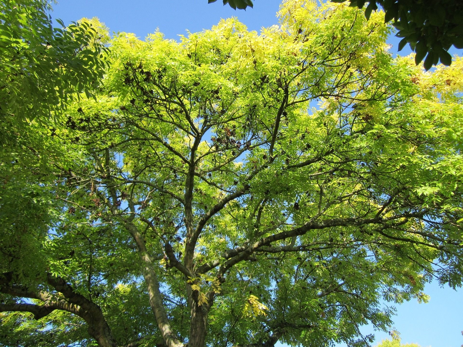 Ash tree, Environmental impact, Conservation efforts, Sustainable practices, 1920x1440 HD Desktop