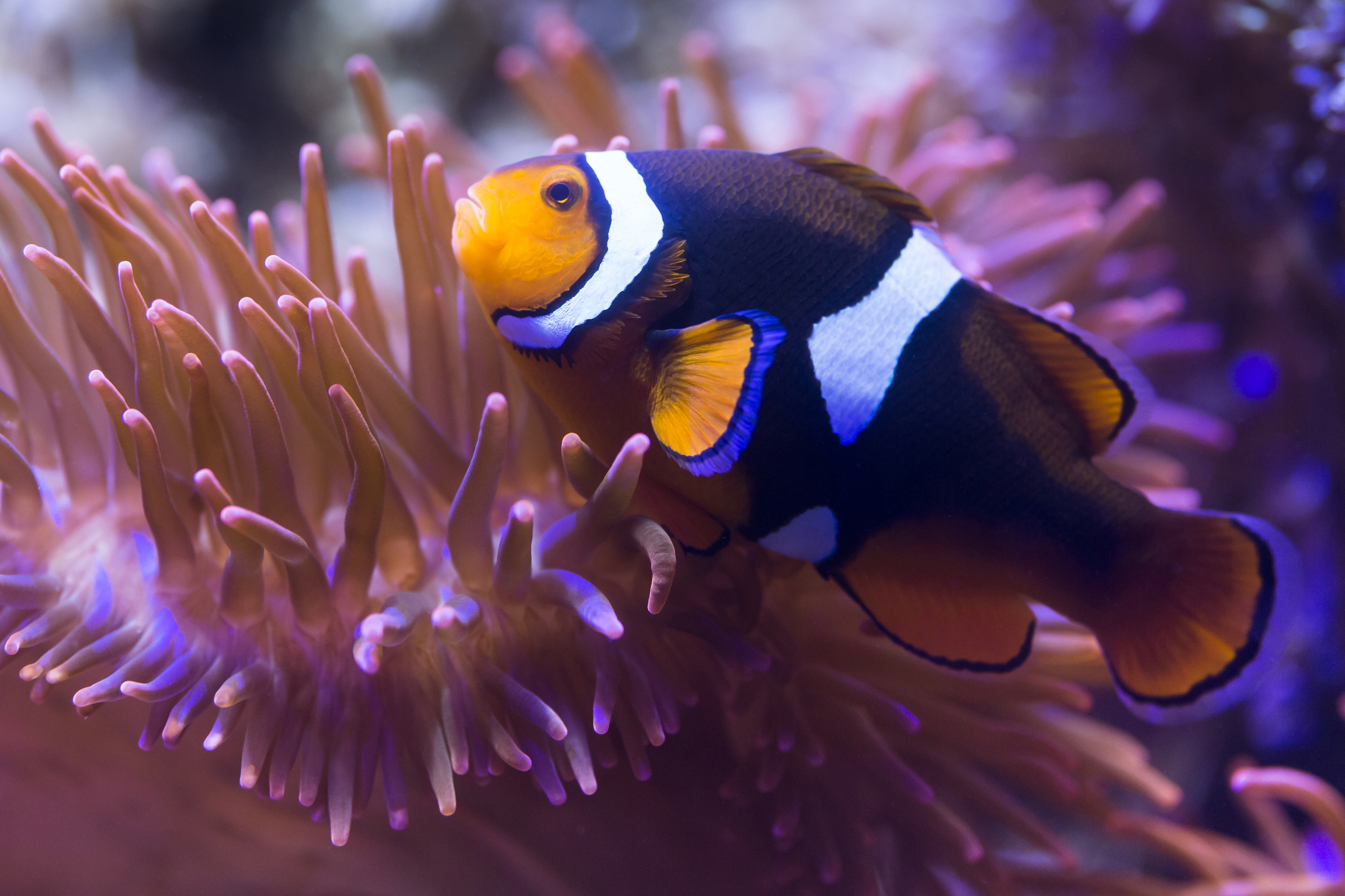 Clownfish, Sea life Munich, 2310x1540 HD Desktop