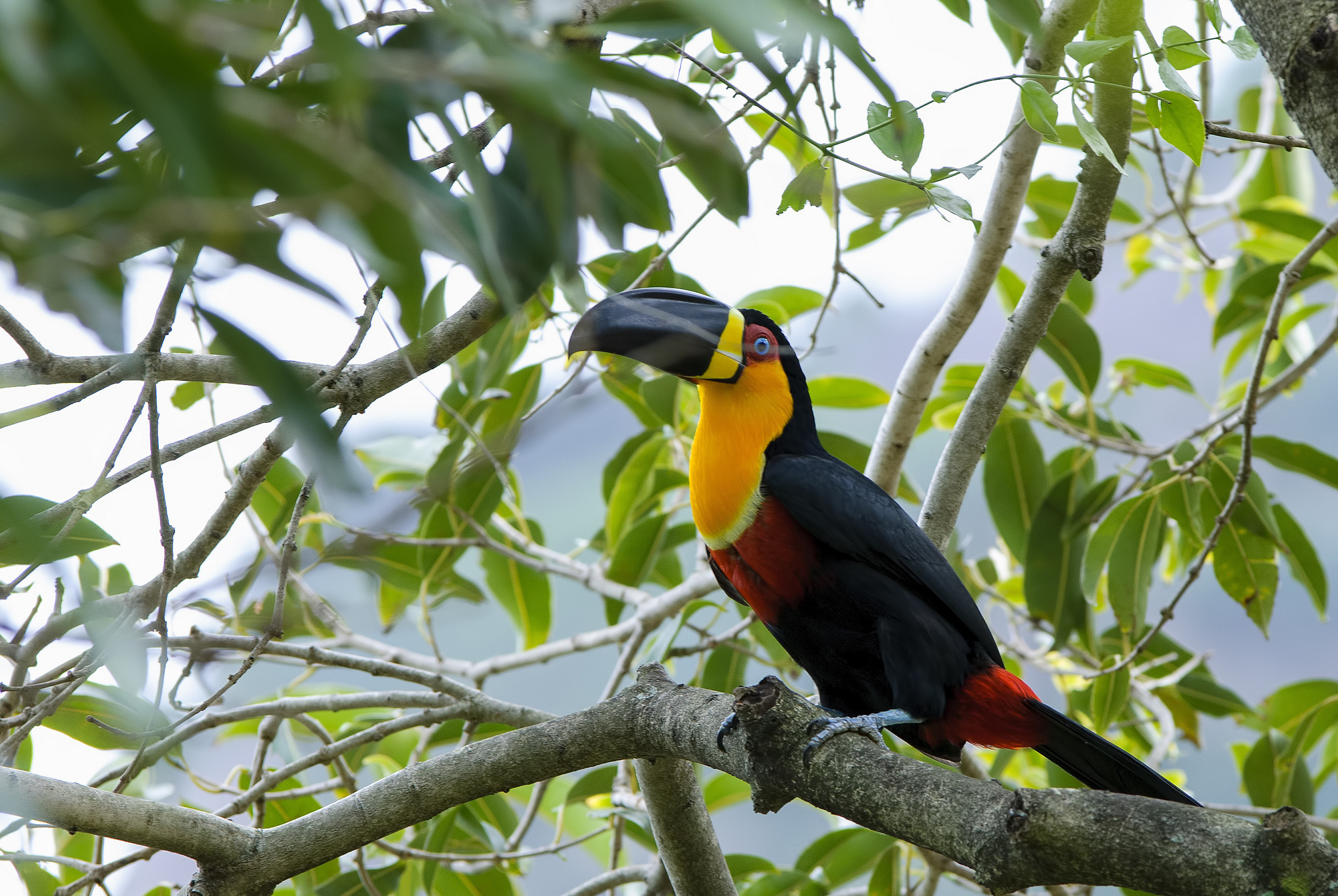 Toucan, 130 colorful wallpapers, Exotic bird photos, Tropical beauty, 2050x1380 HD Desktop